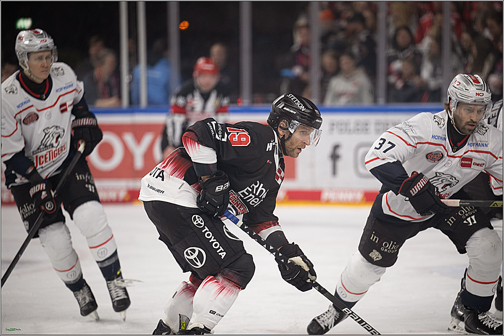 PENNY DEL 1; Kölner Haie - Nürnberg Ice Tigers; Köln, 25.01.2026