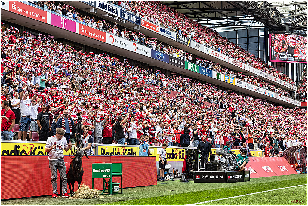 1. Fussball Bundesliga, 1.FC Koeln - VFL Wolfsburg, 26.08.2023