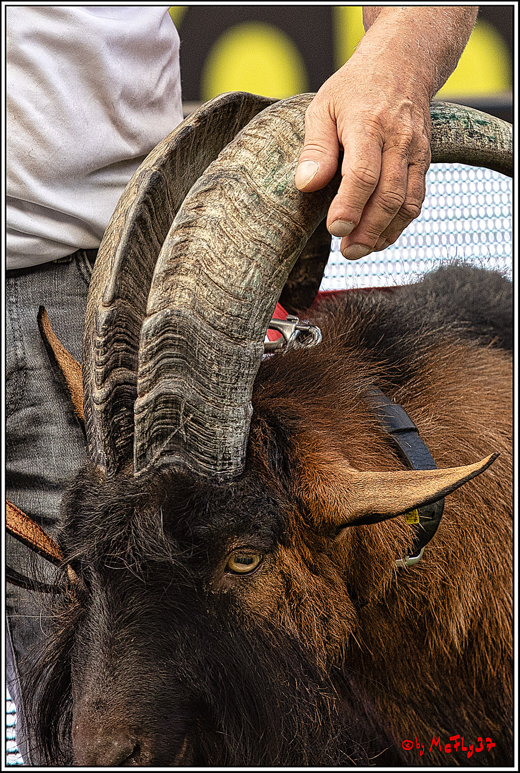 1. Fussball Bundesliga, 1.FC Koeln - VFL Wolfsburg, 26.08.2023