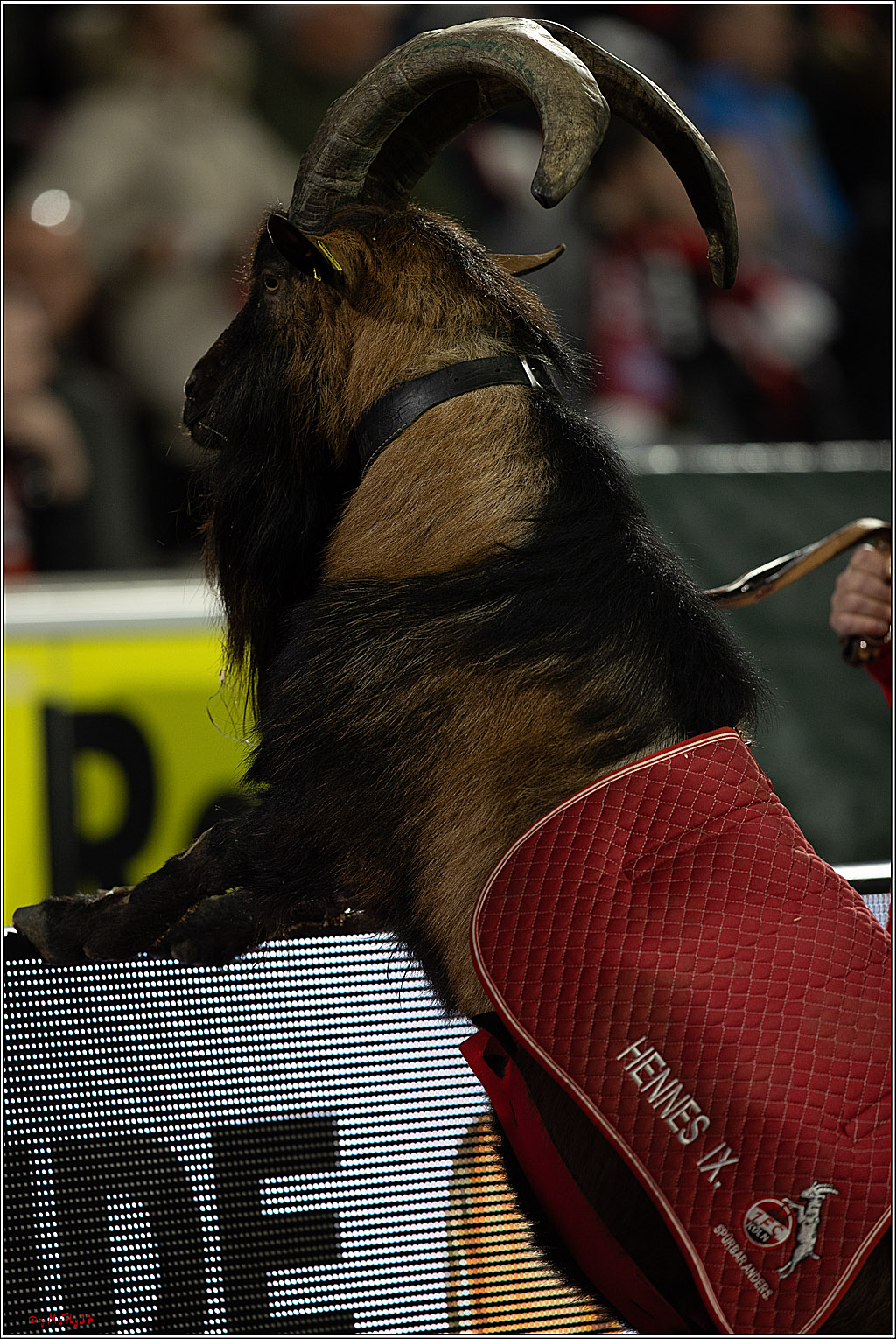 1. Fussball Bundesliga, 1.FC Köln - FC Bayern München, 24.11.2023