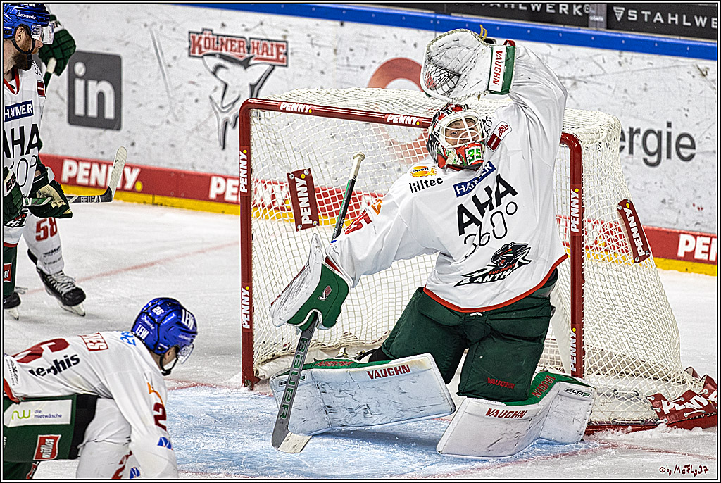 PENNY DEL 1. Koelner Haie - Augsburger Panther; Koeln, 03.10.2023