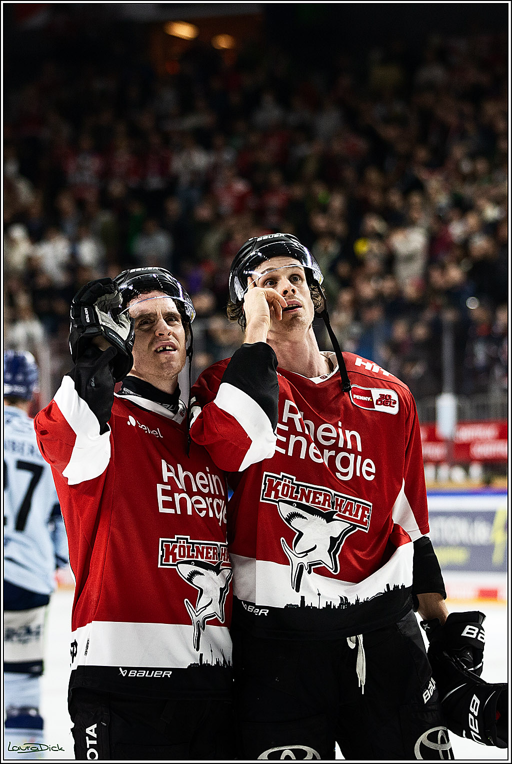 PENNY DEL; Koelner Haie- Straubing Tigers; Koeln, 15.12.2023