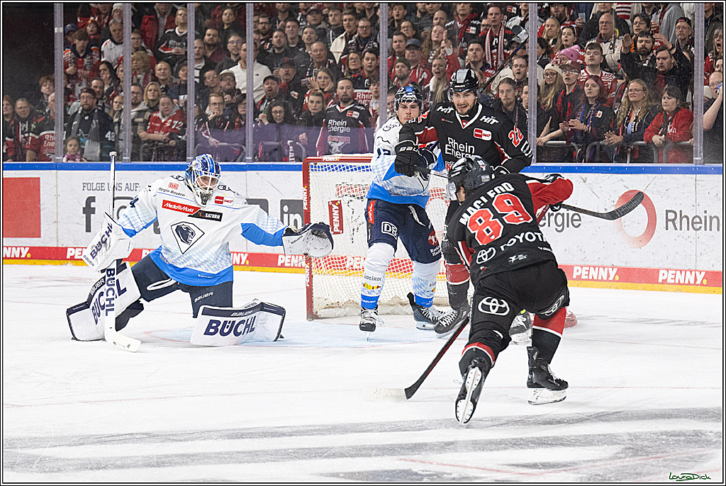PENNY DEL; Koelner Haie-ERC Ingolstadt; Koeln, 22.11.2024