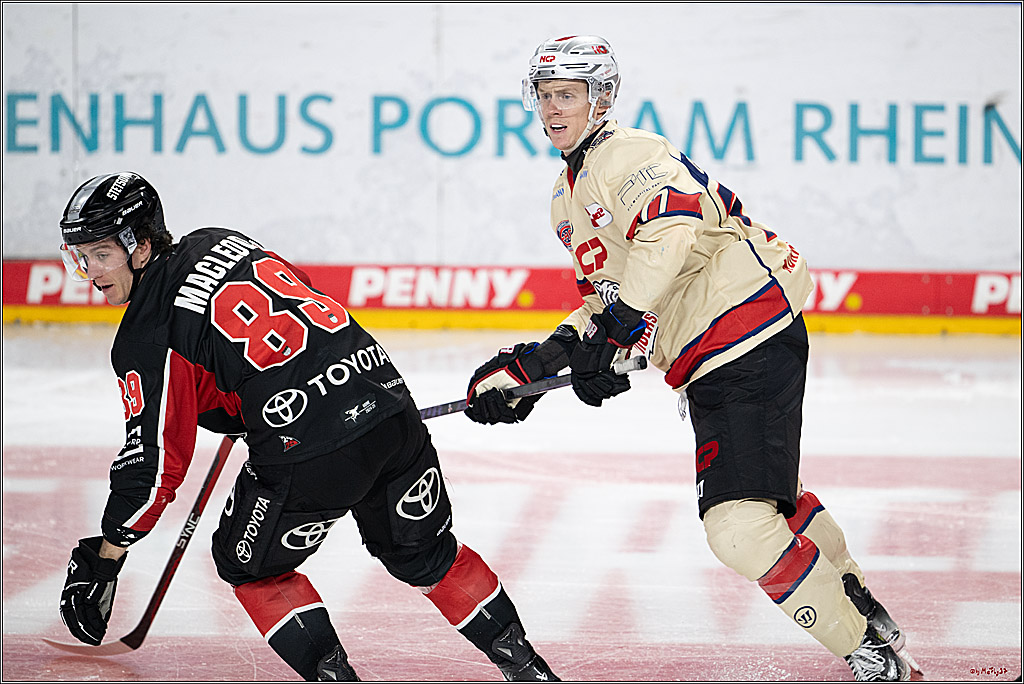 PENNY DEL 1; Kölner Haie - Nürnberger Ice Tigers; Köln, 26.11.2024
