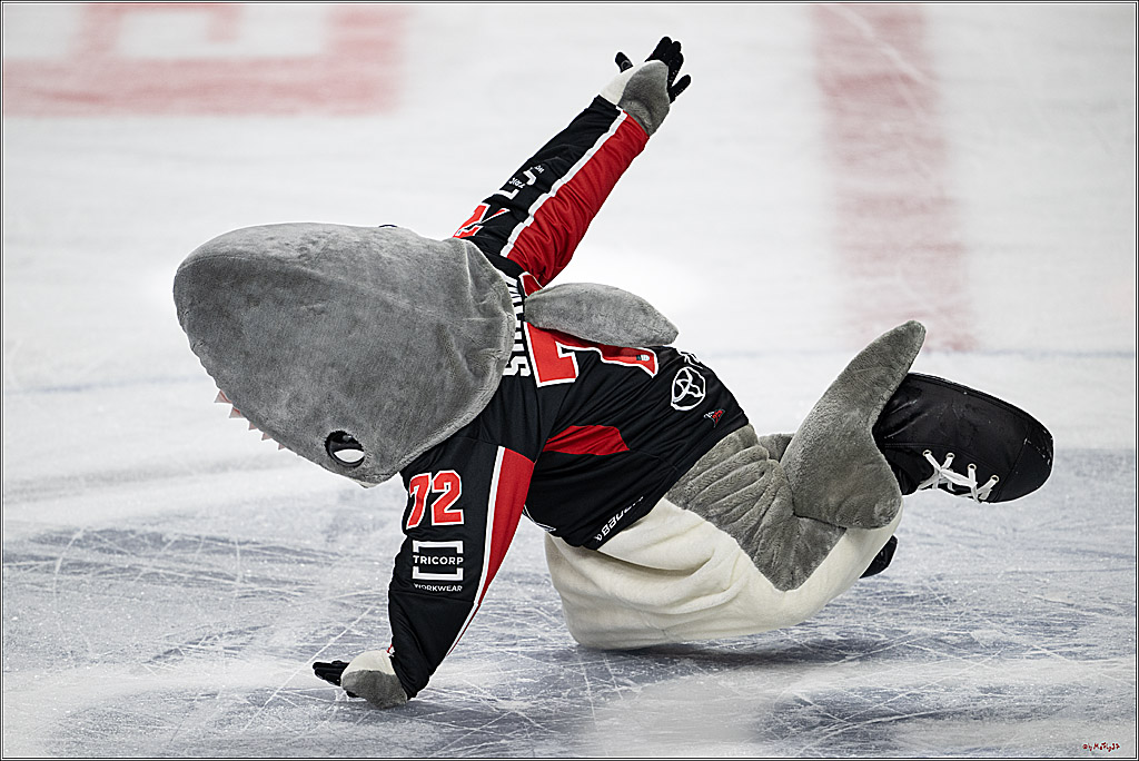 PENNY DEL 1; Kölner Haie - Nürnberger Ice Tigers; Köln, 26.11.2024