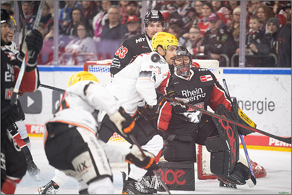 PENNY DEL; Koelner Haie- Loewen Frankfurt; Koeln, 30.12.2024