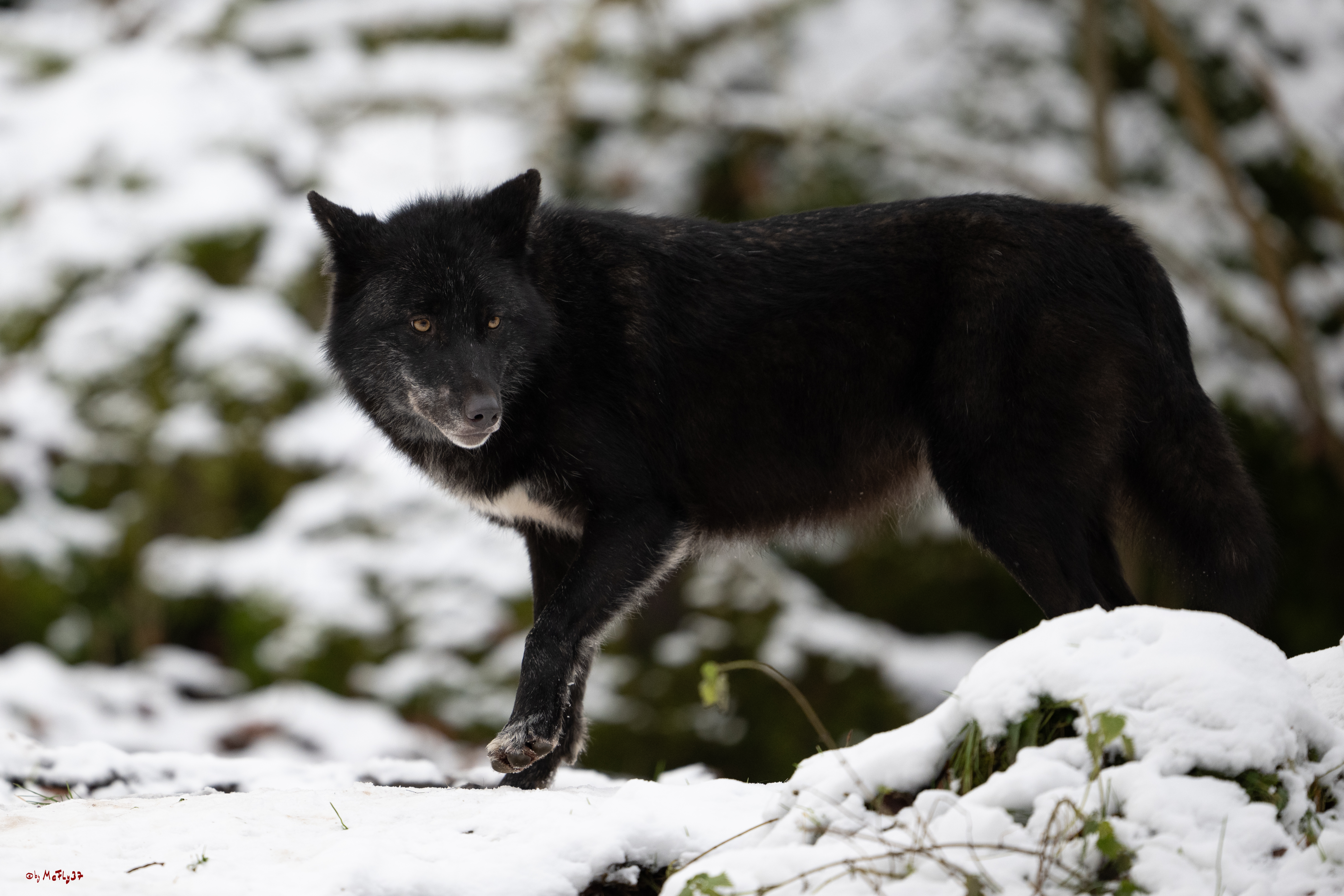 Wolfsfütterung; Pelm, 04.01.2025