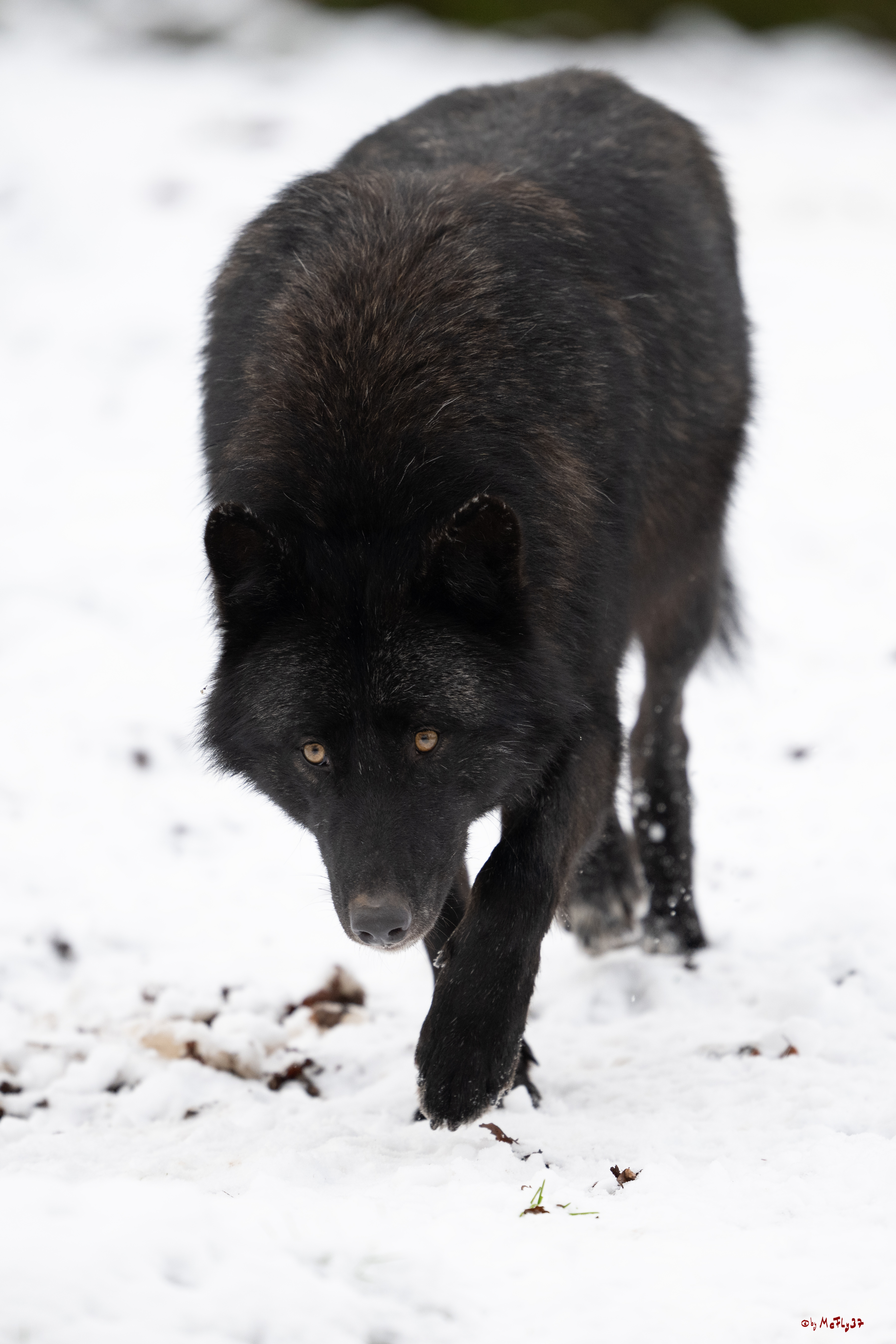 Wolfsfütterung; Pelm, 04.01.2025