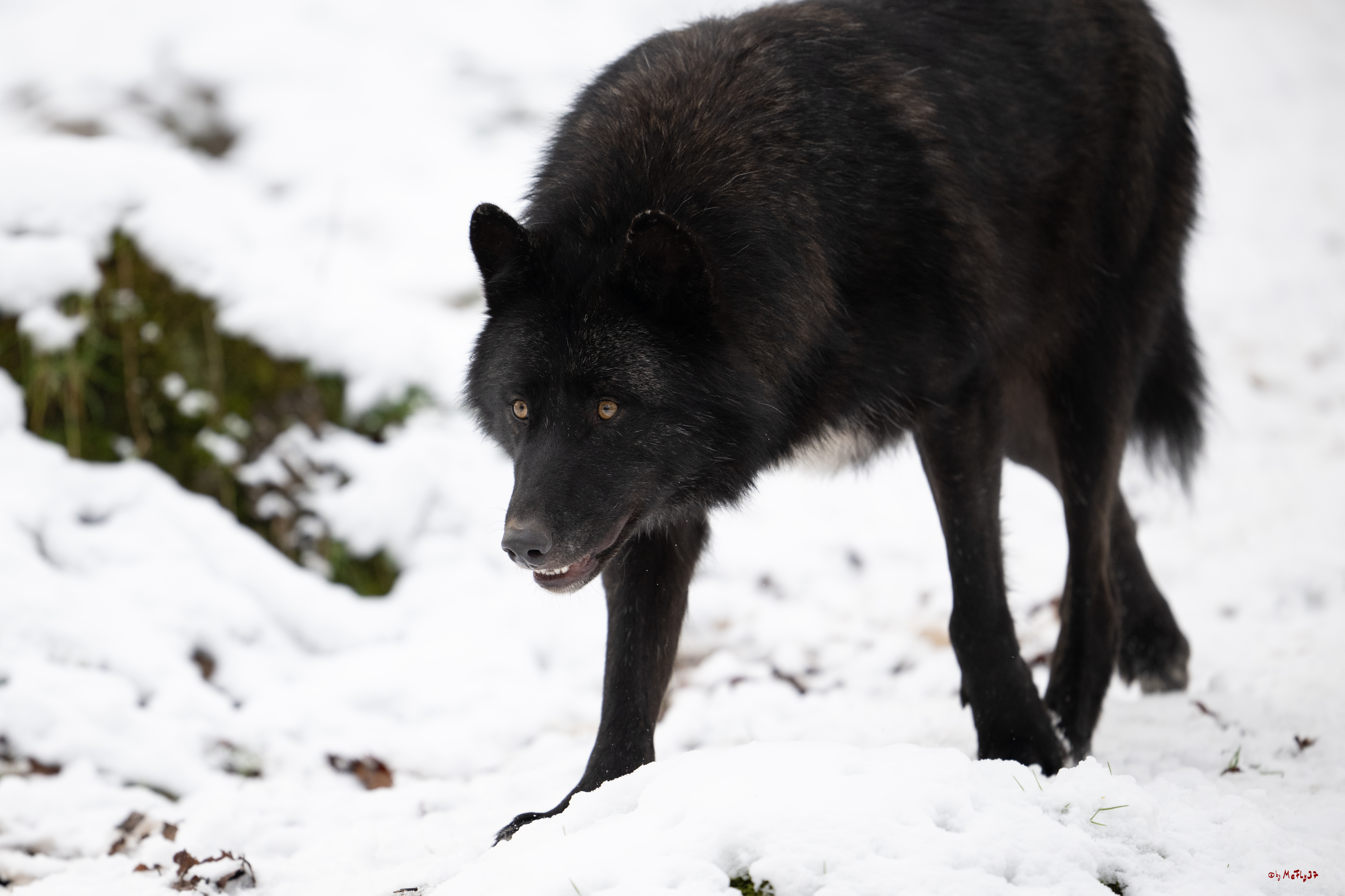 Wolfsfütterung; Pelm, 04.01.2025