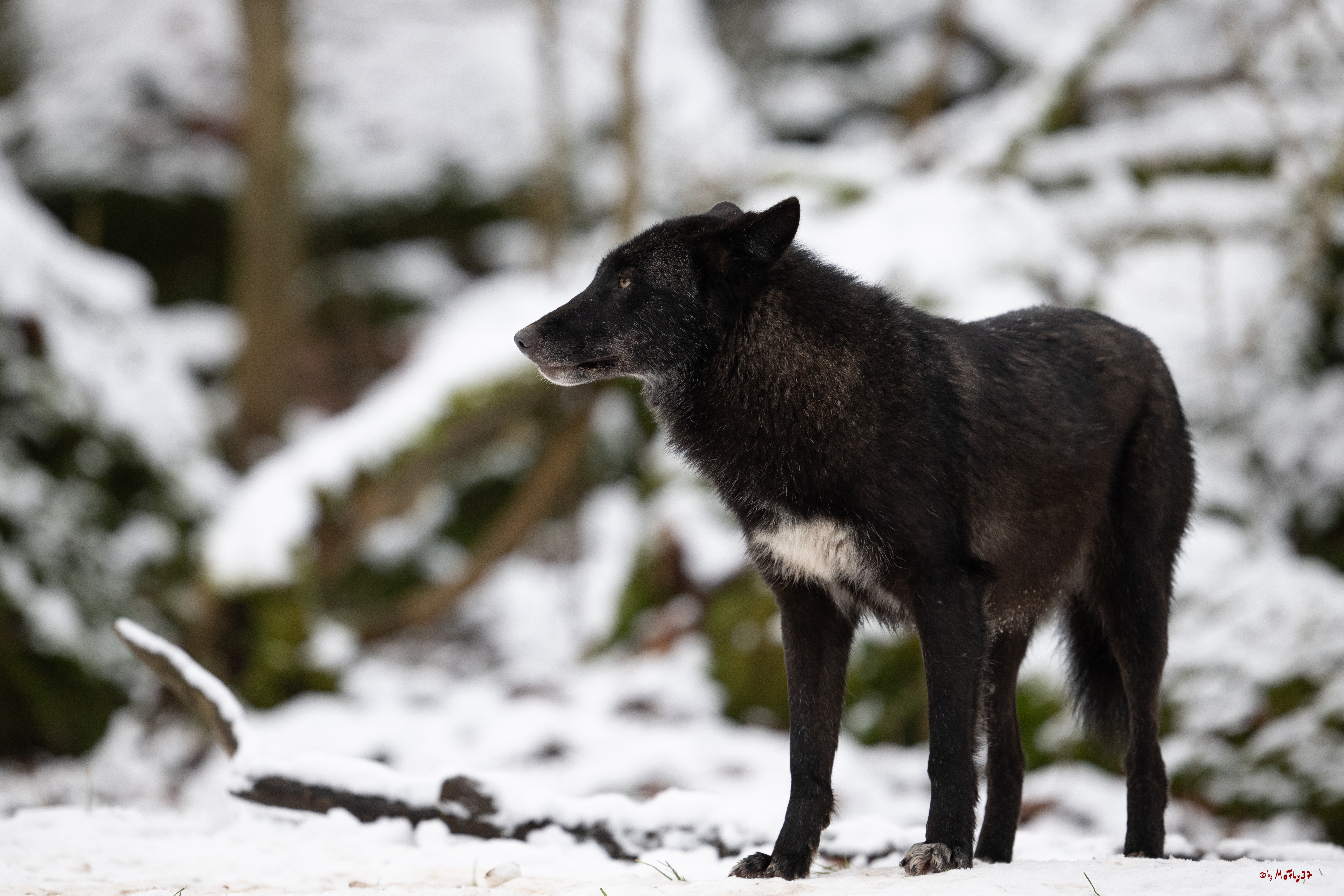 Wolfsfütterung; Pelm, 04.01.2025