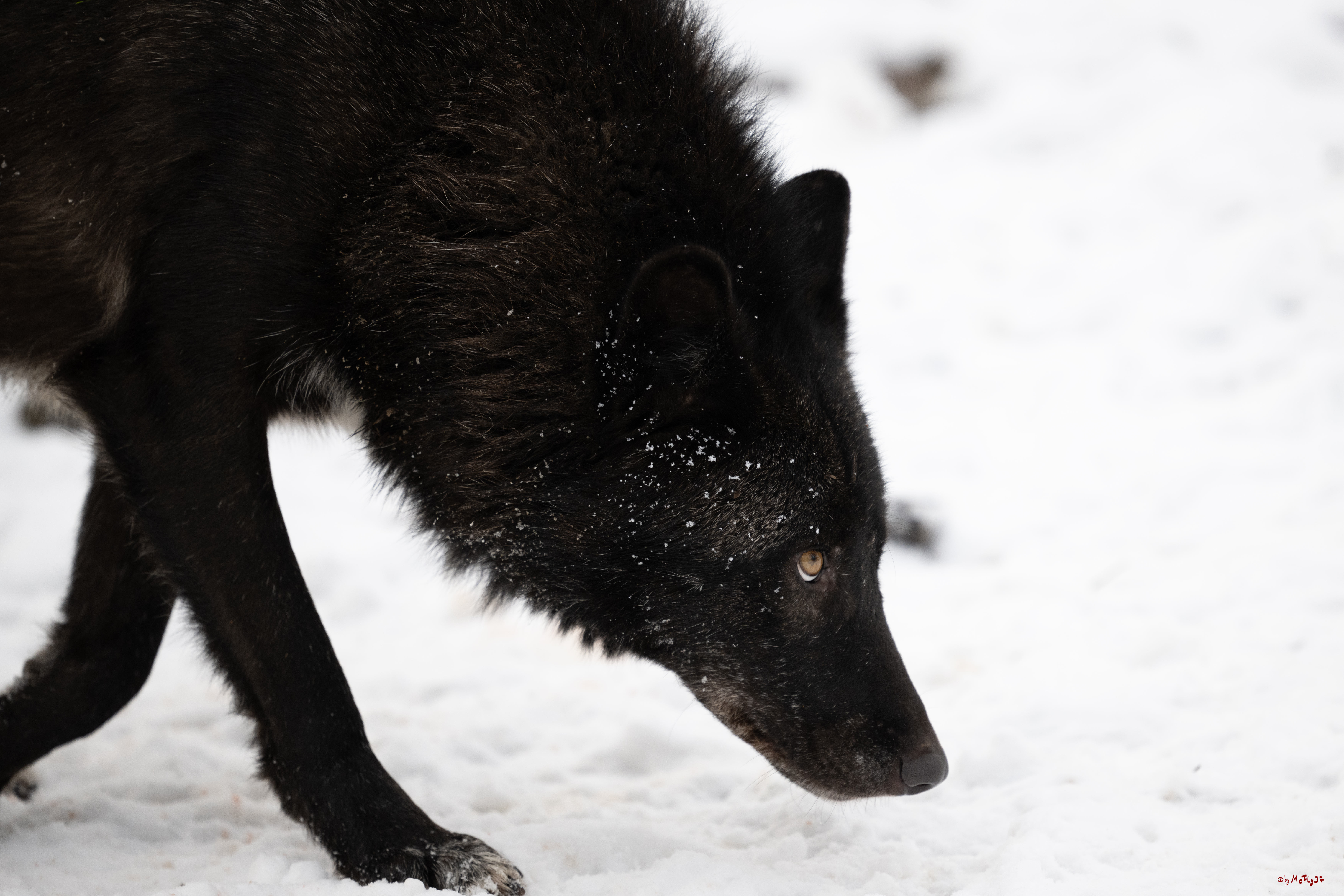 Wolfsfütterung; Pelm, 04.01.2025