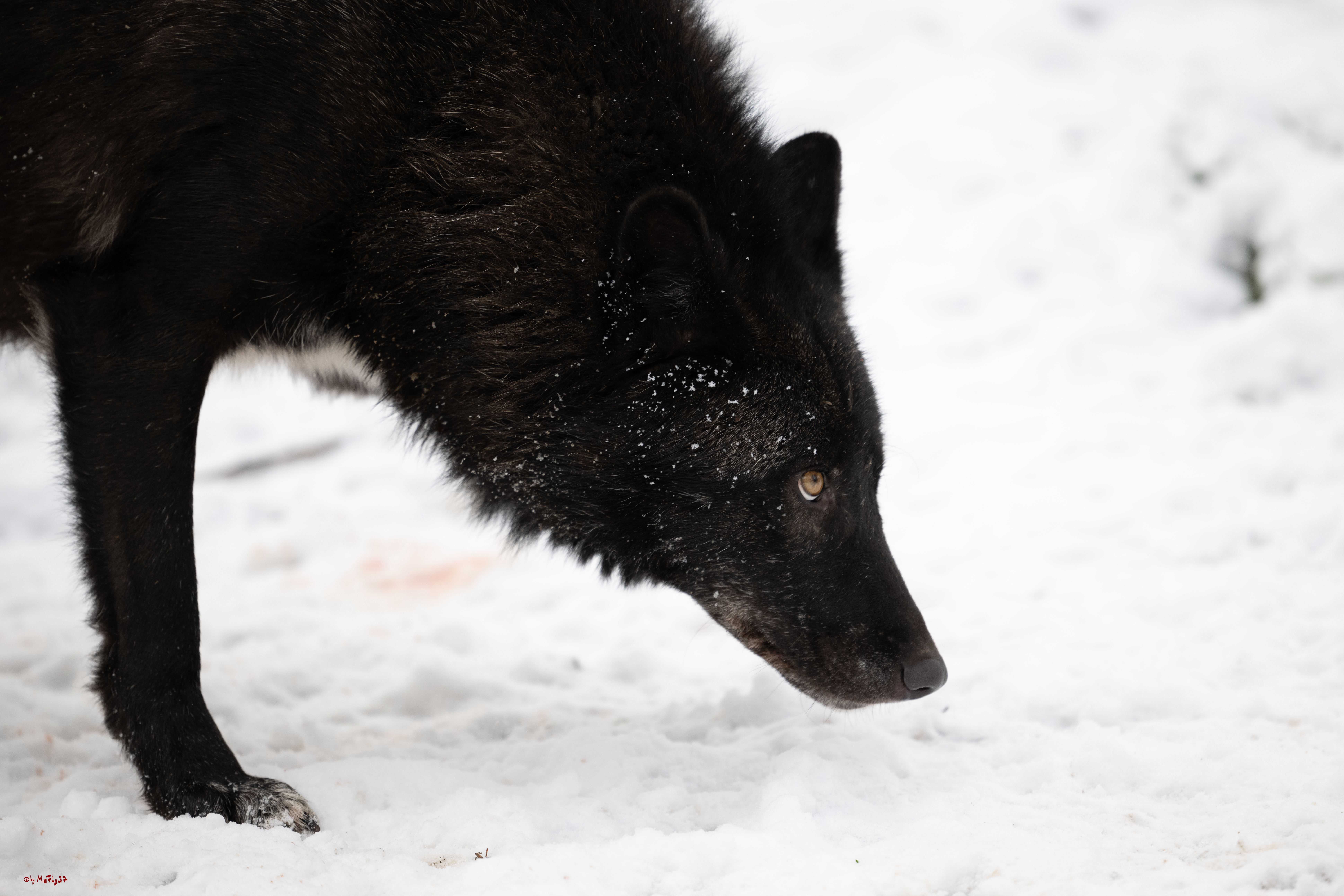 Wolfsfütterung; Pelm, 04.01.2025