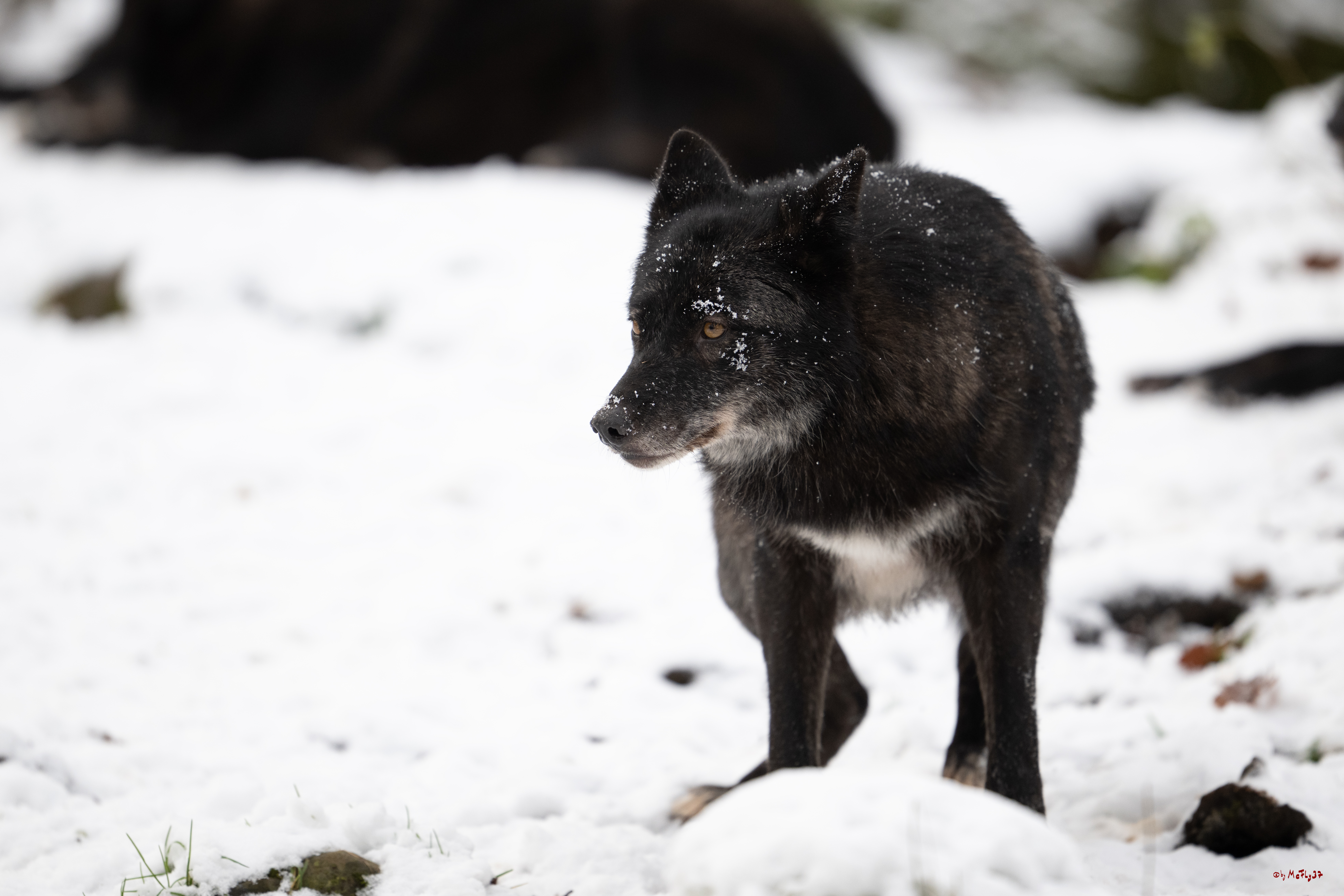 Wolfsfütterung; Pelm, 04.01.2025