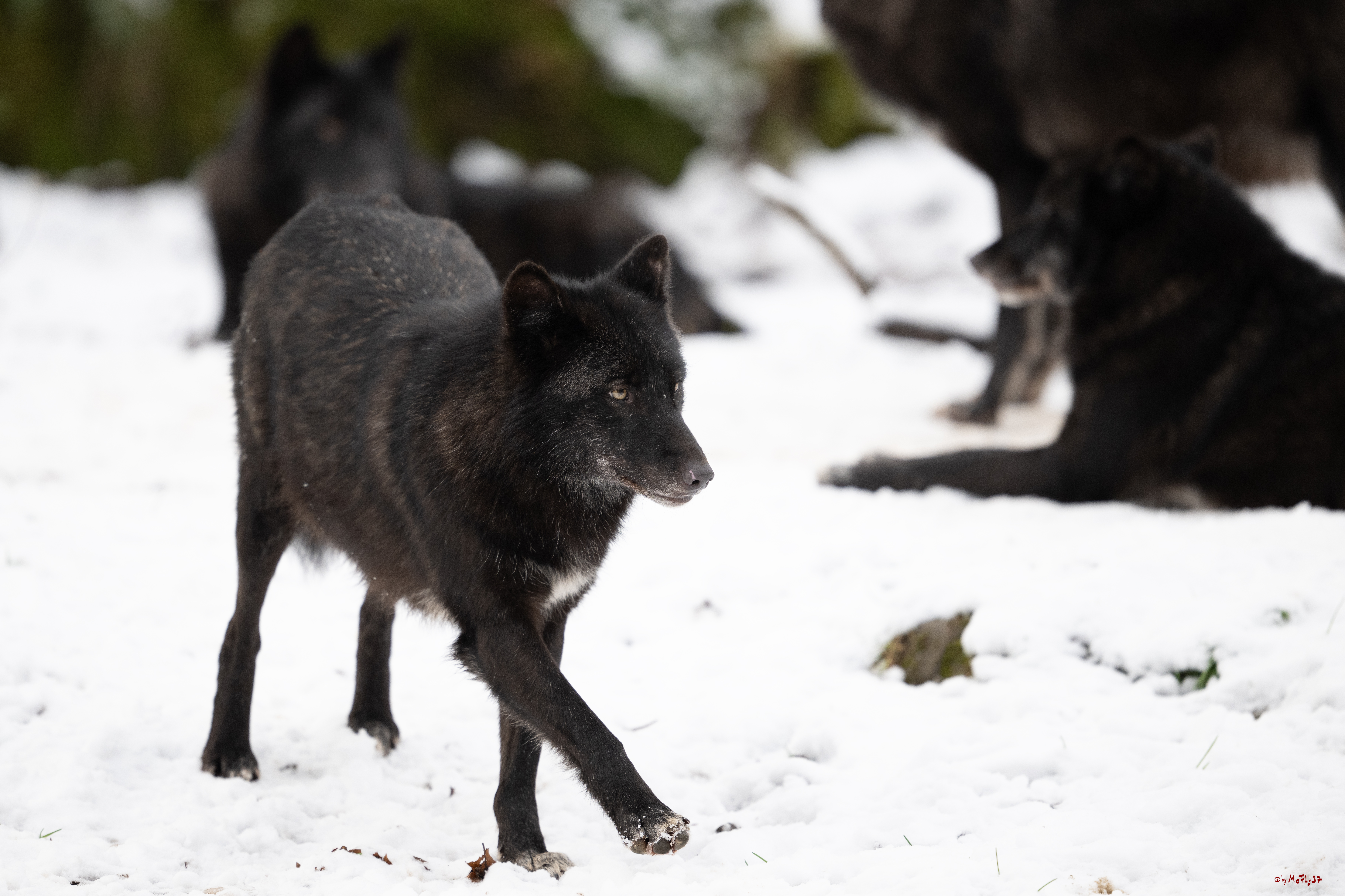 Wolfsfütterung; Pelm, 04.01.2025