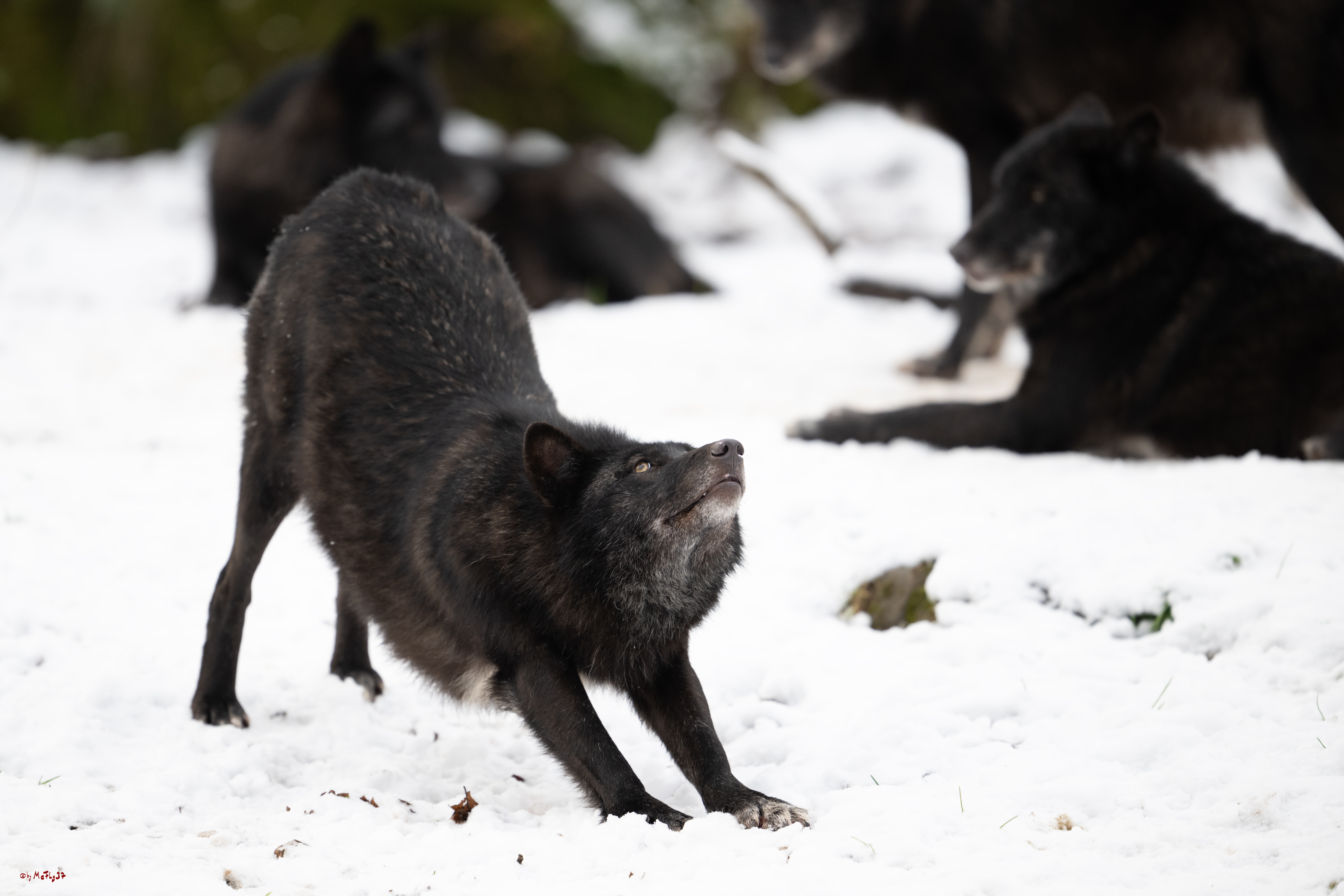 Wolfsfütterung; Pelm, 04.01.2025