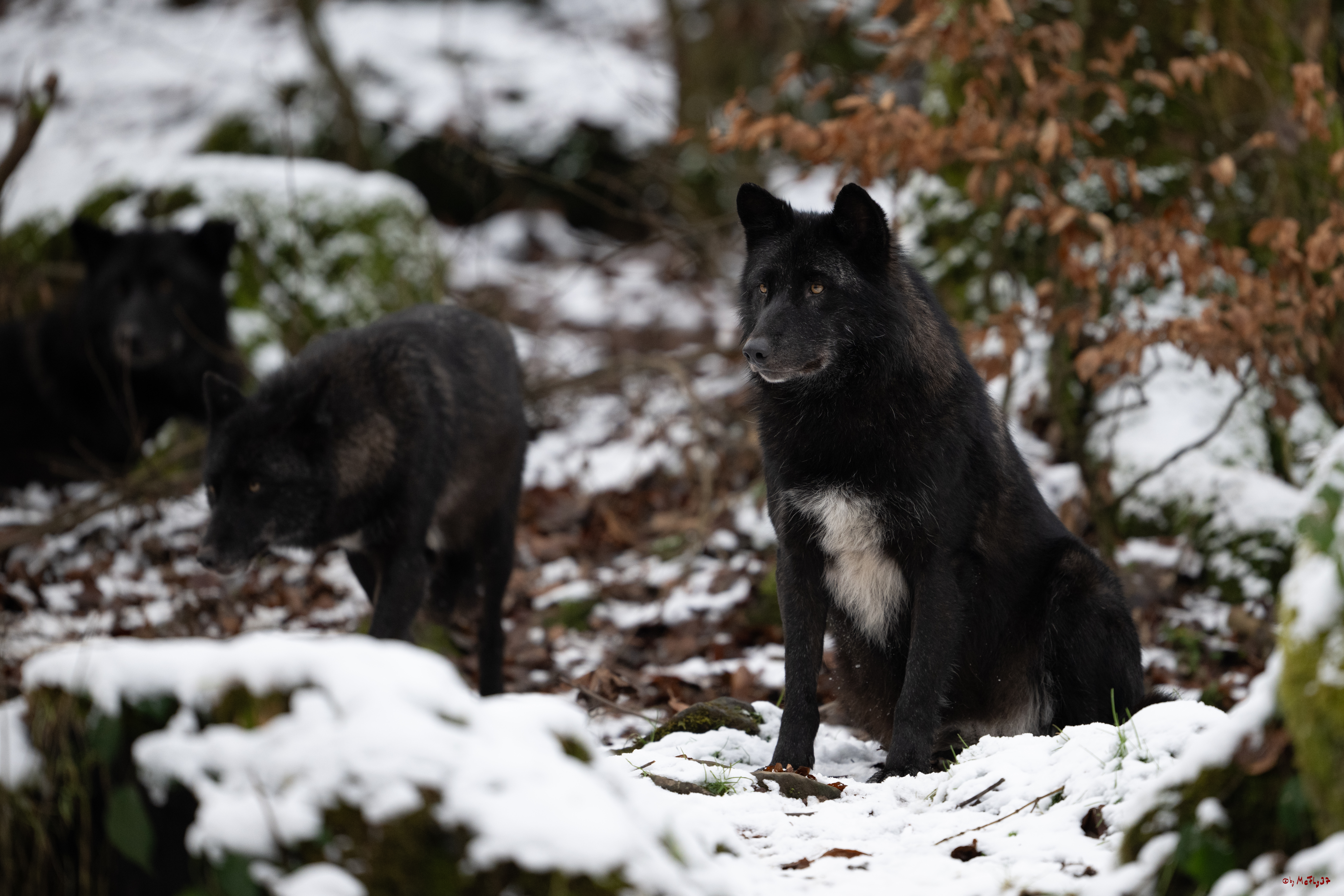 Wolfsfütterung; Pelm, 04.01.2025