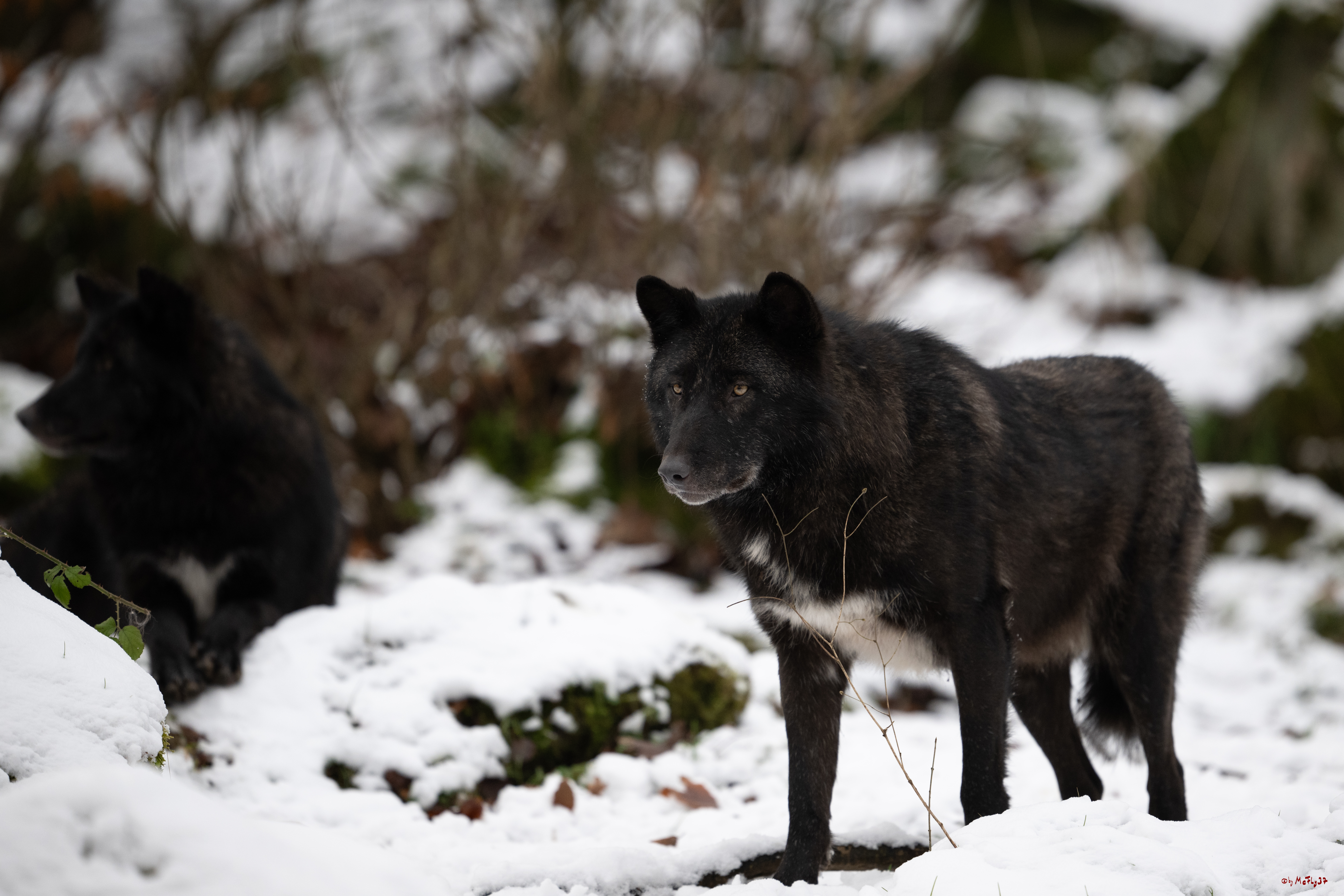 Wolfsfütterung; Pelm, 04.01.2025