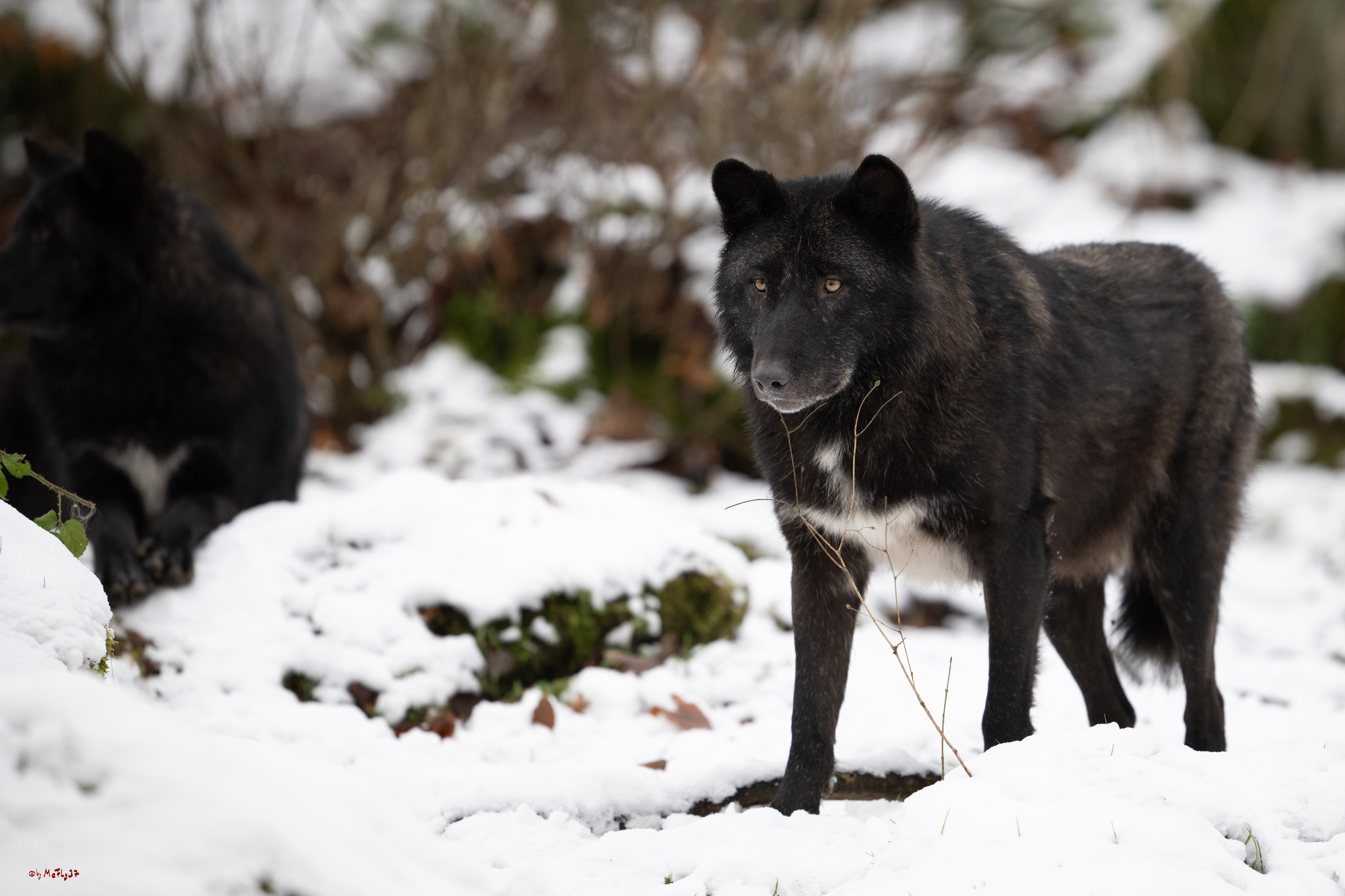 Wolfsfütterung; Pelm, 04.01.2025