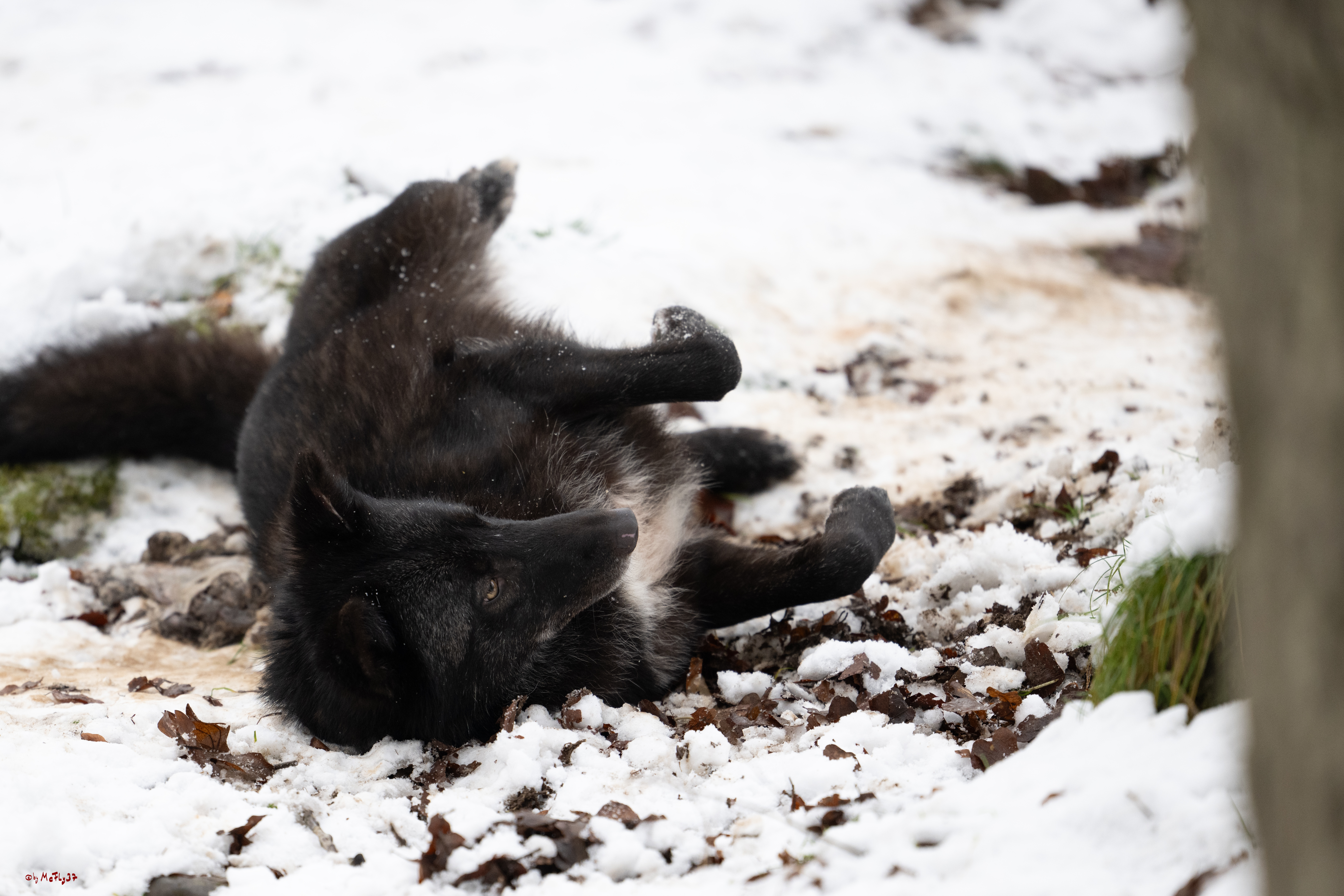 Wolfsfütterung; Pelm, 04.01.2025