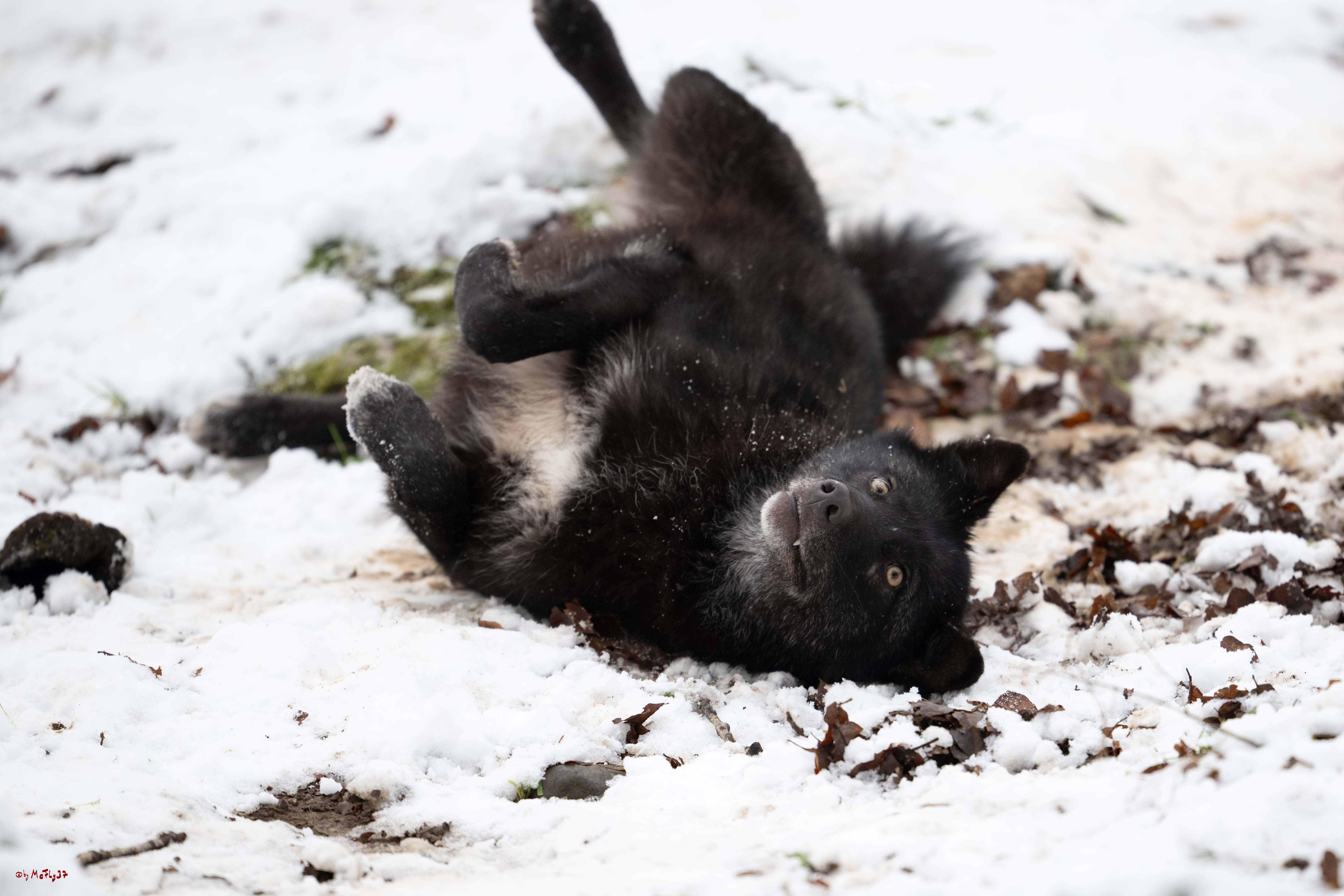 Wolfsfütterung; Pelm, 04.01.2025