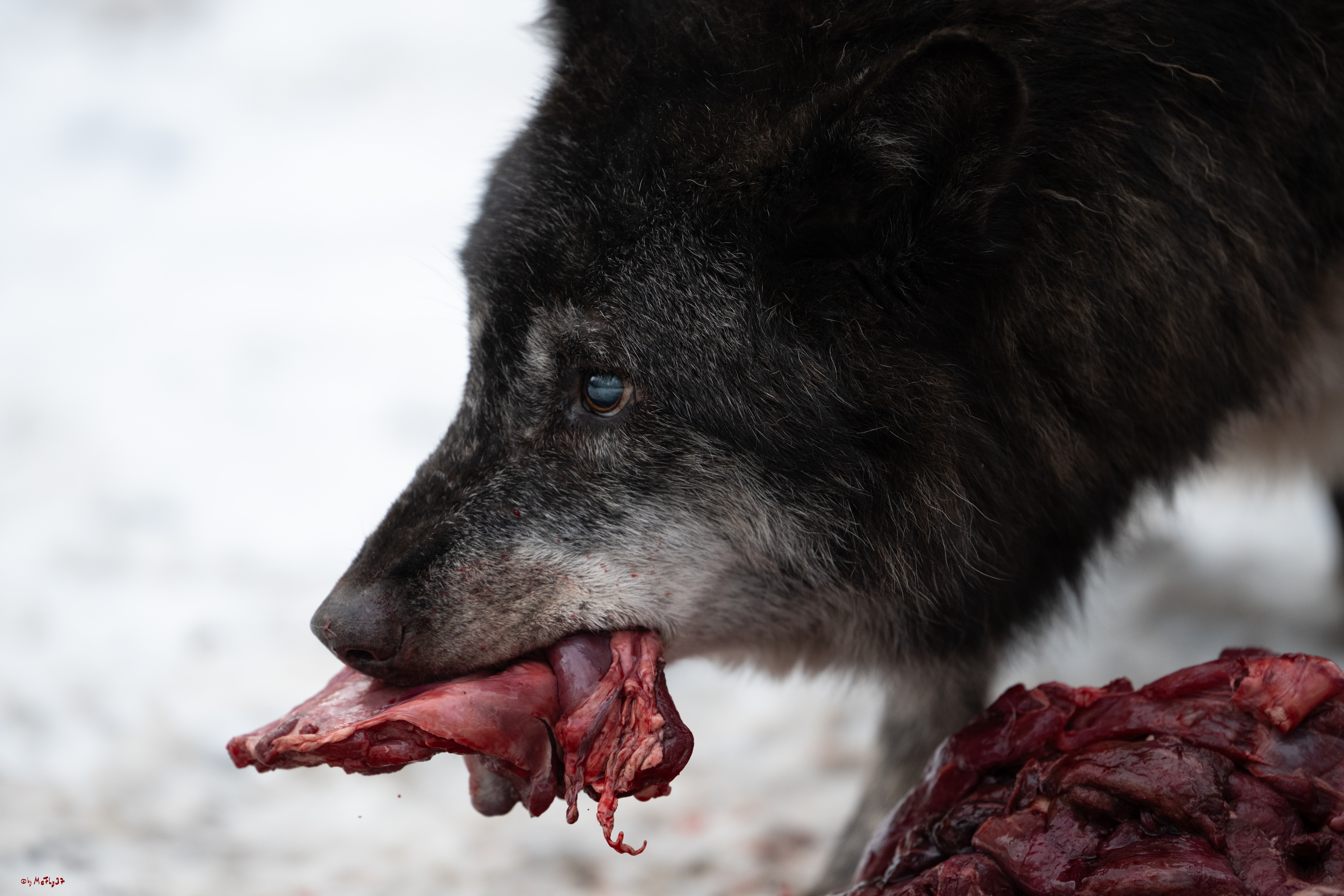 Wolfsfütterung; Pelm, 04.01.2025