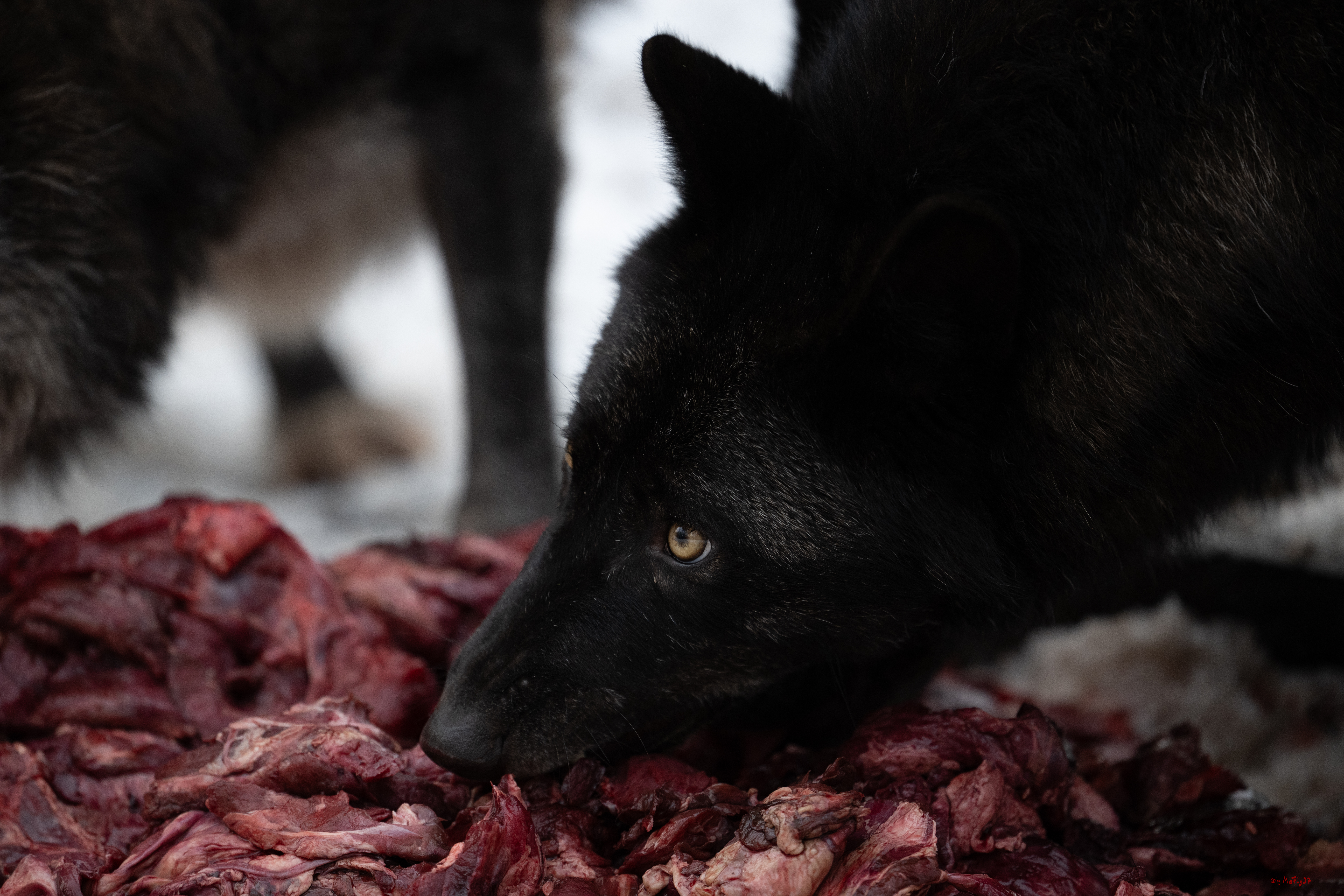 Wolfsfütterung; Pelm, 04.01.2025