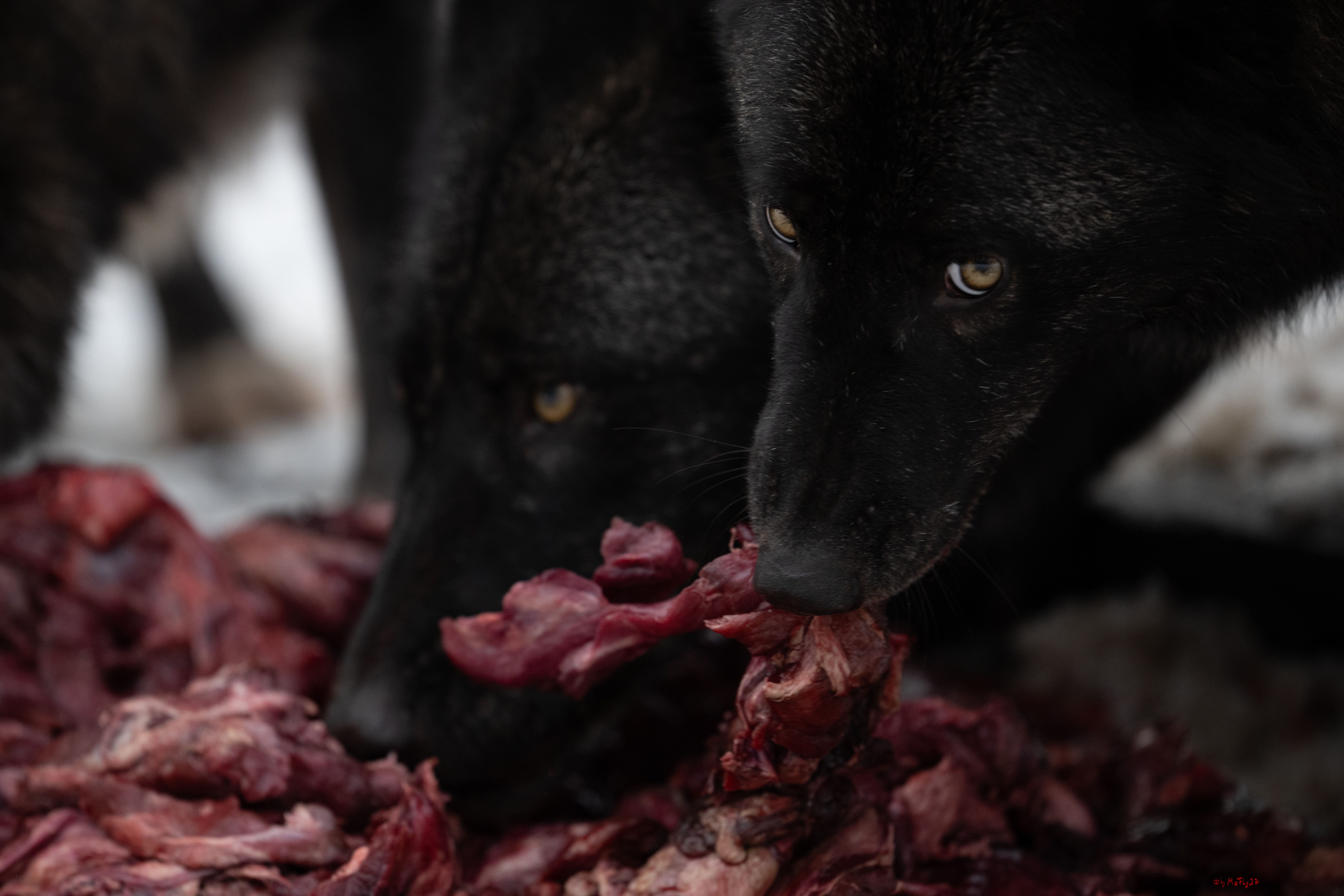 Wolfsfütterung; Pelm, 04.01.2025