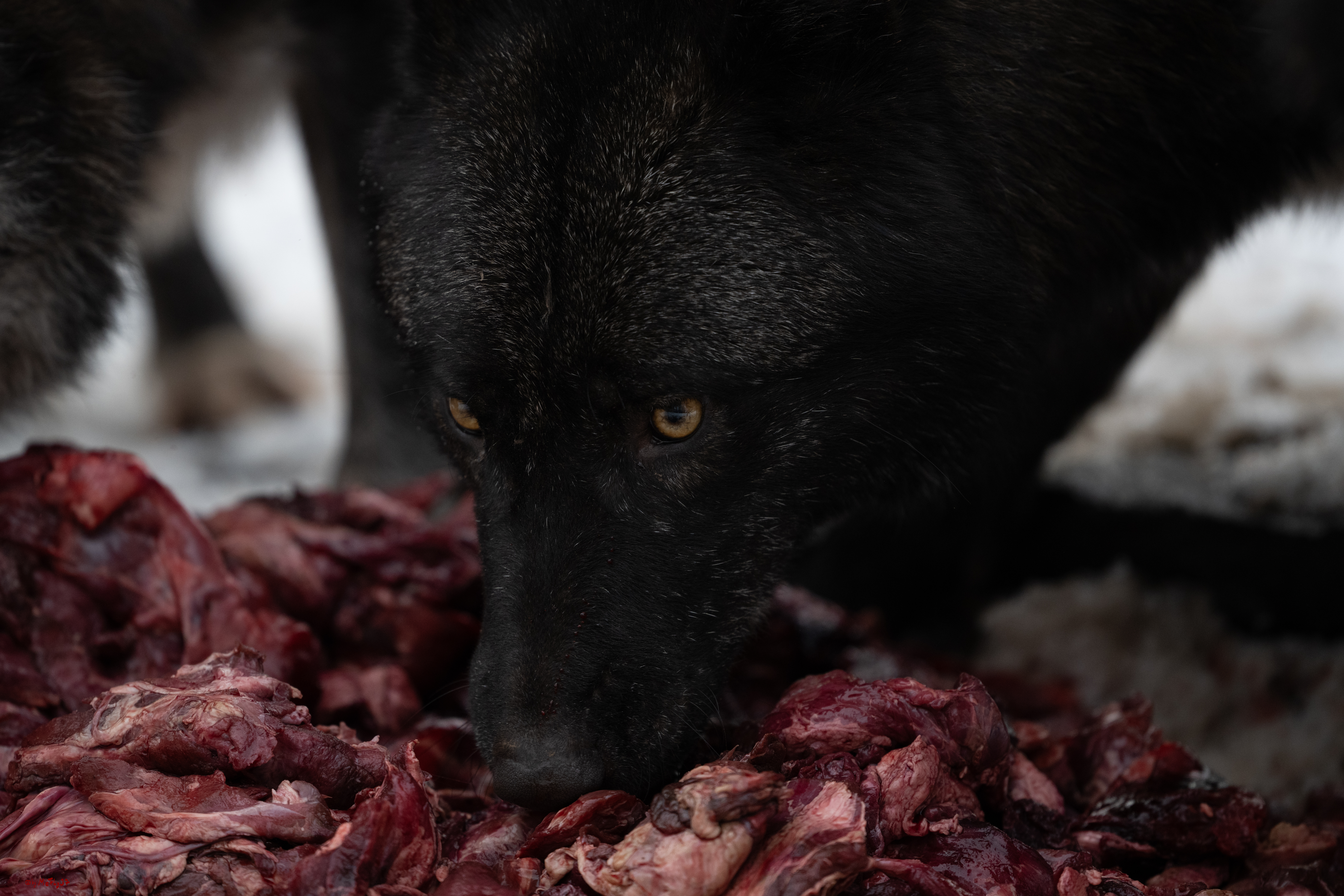 Wolfsfütterung; Pelm, 04.01.2025