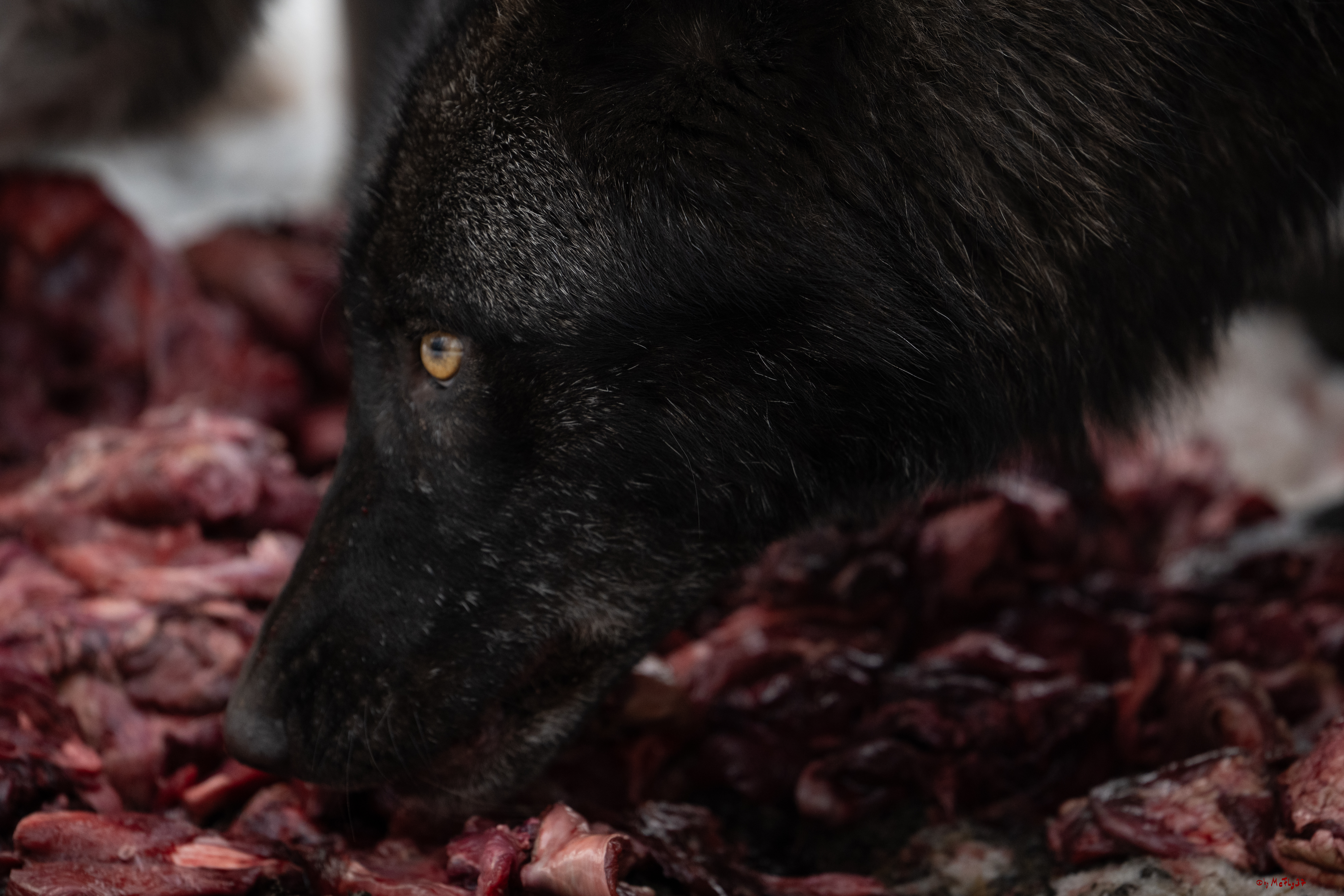 Wolfsfütterung; Pelm, 04.01.2025