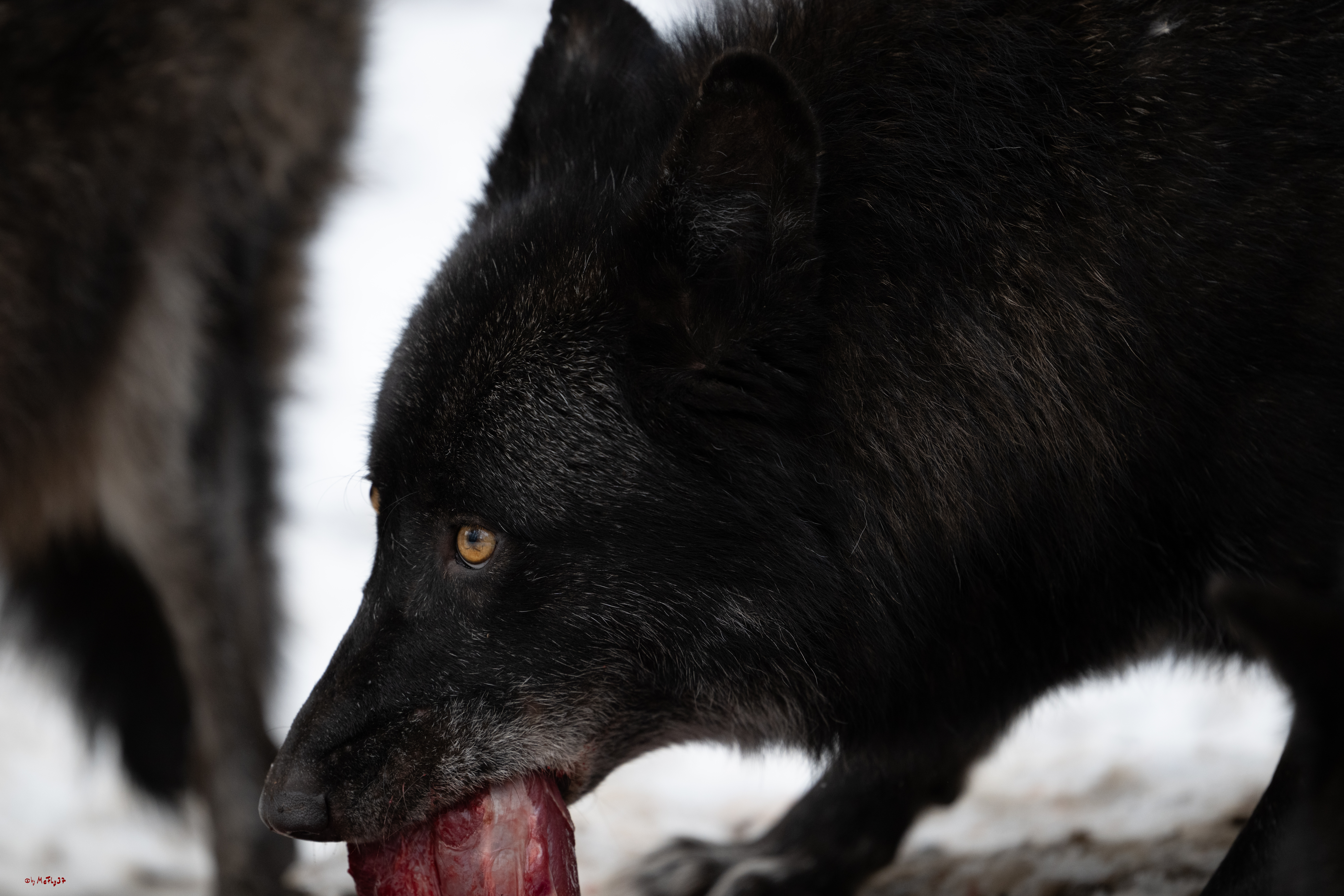 Wolfsfütterung; Pelm, 04.01.2025