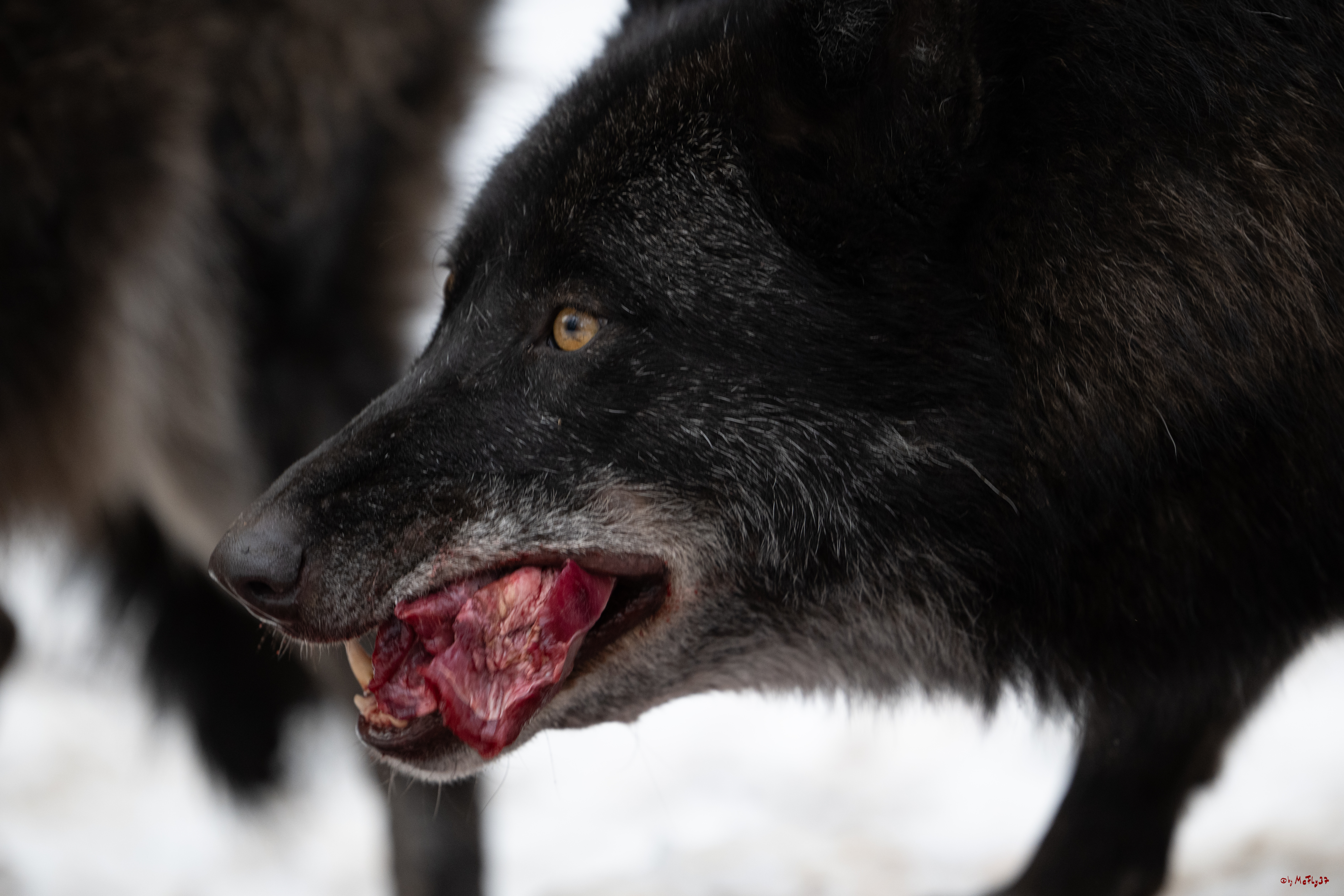 Wolfsfütterung; Pelm, 04.01.2025