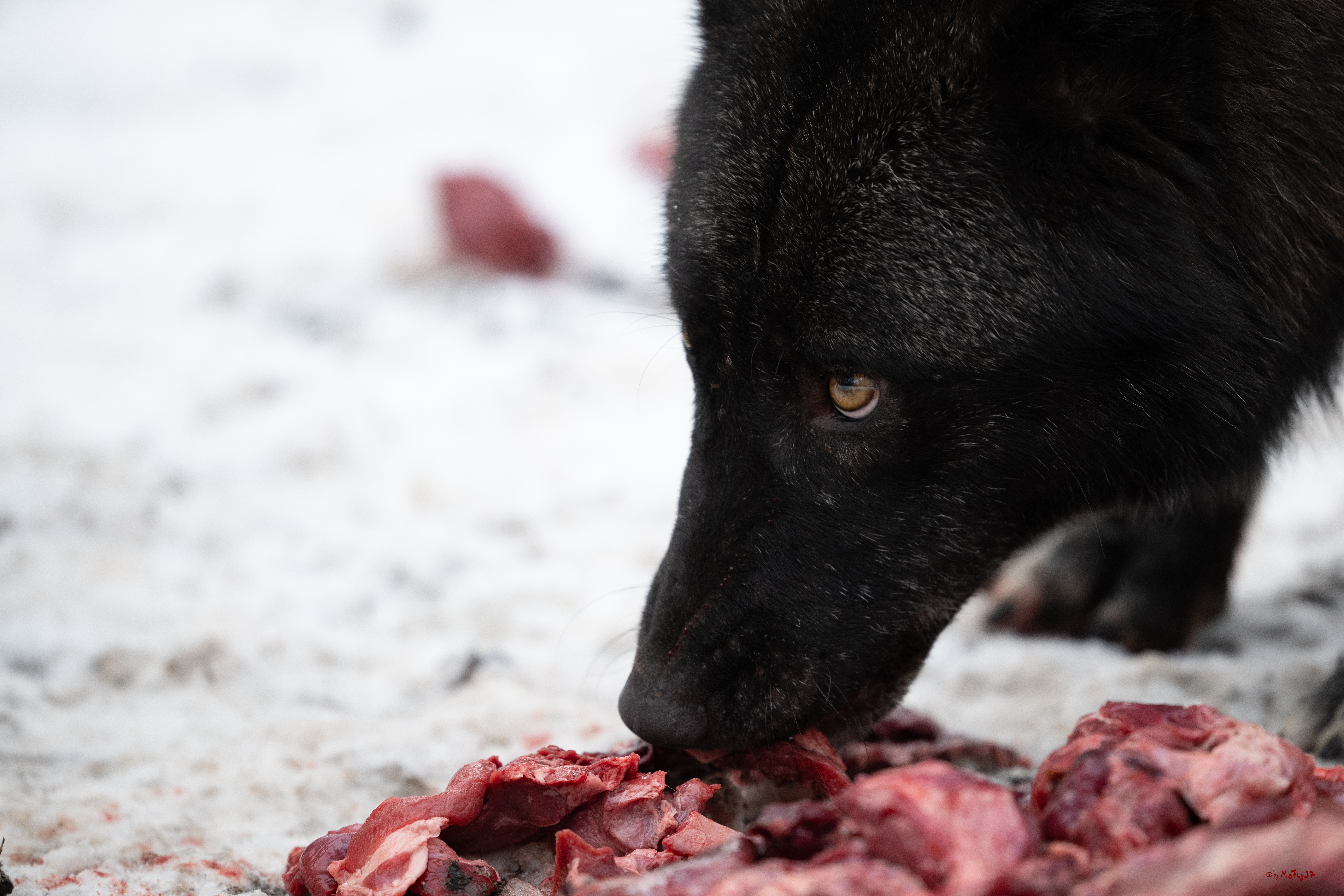 Wolfsfütterung; Pelm, 04.01.2025