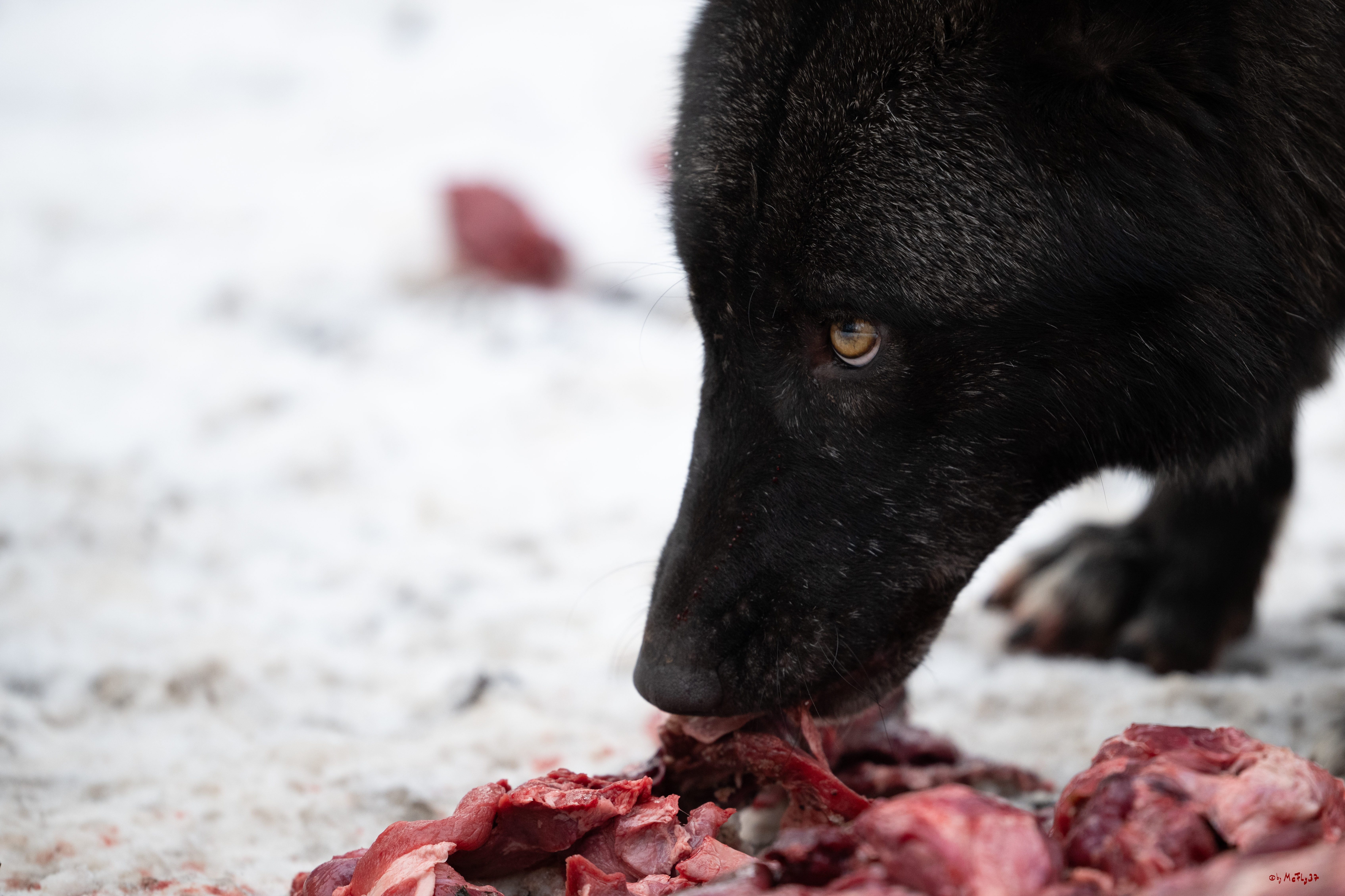 Wolfsfütterung; Pelm, 04.01.2025