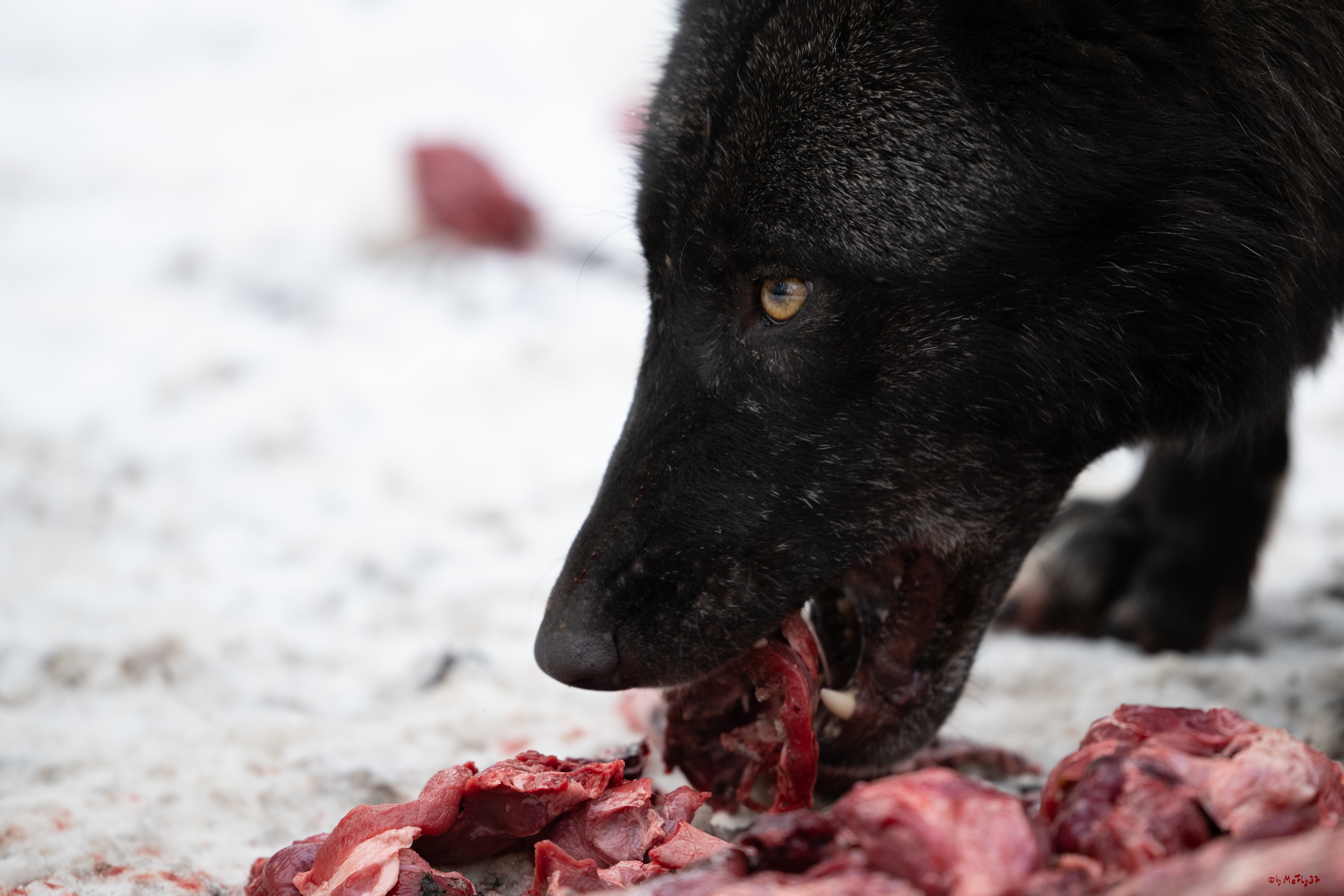 Wolfsfütterung; Pelm, 04.01.2025