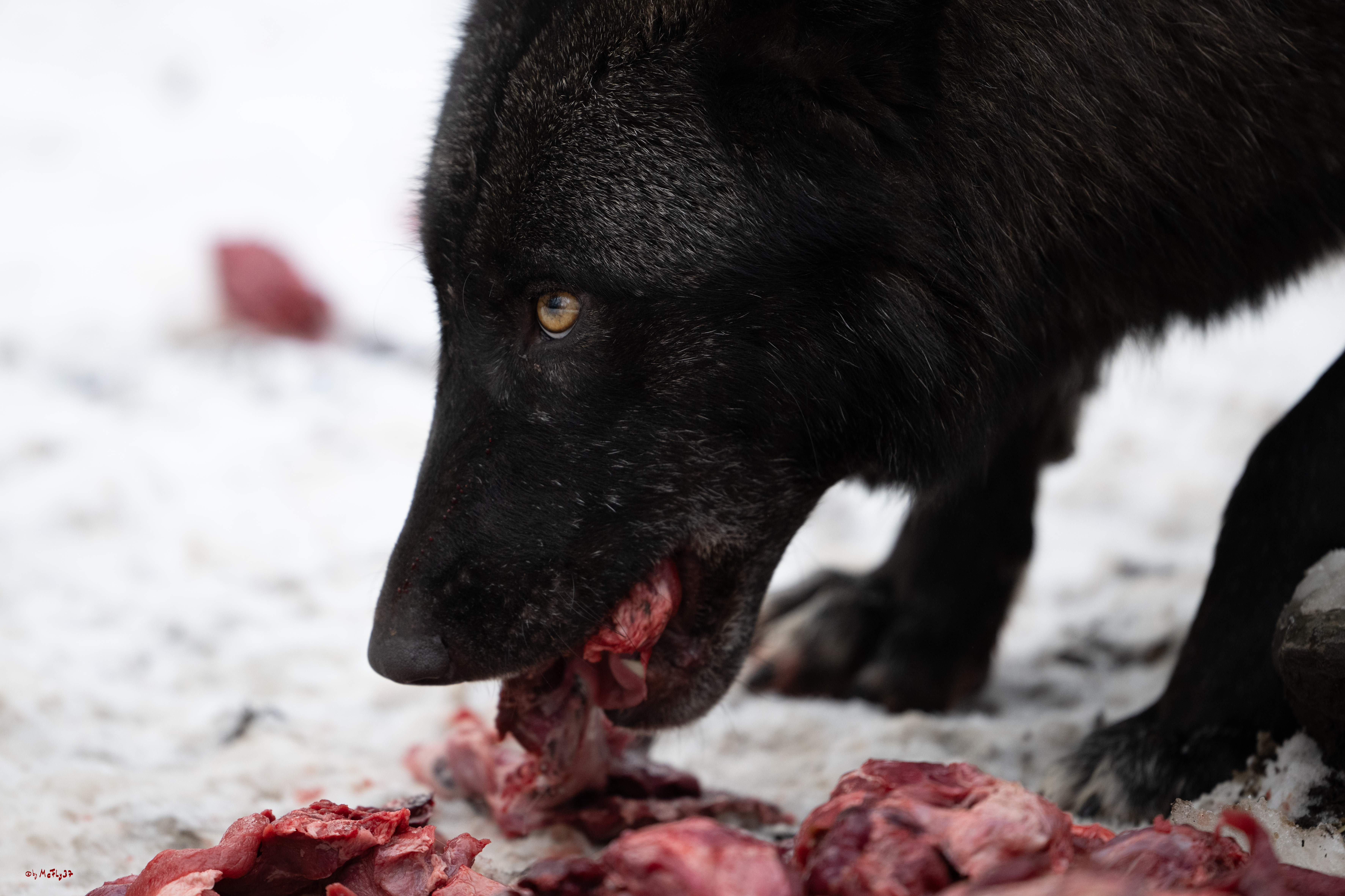 Wolfsfütterung; Pelm, 04.01.2025