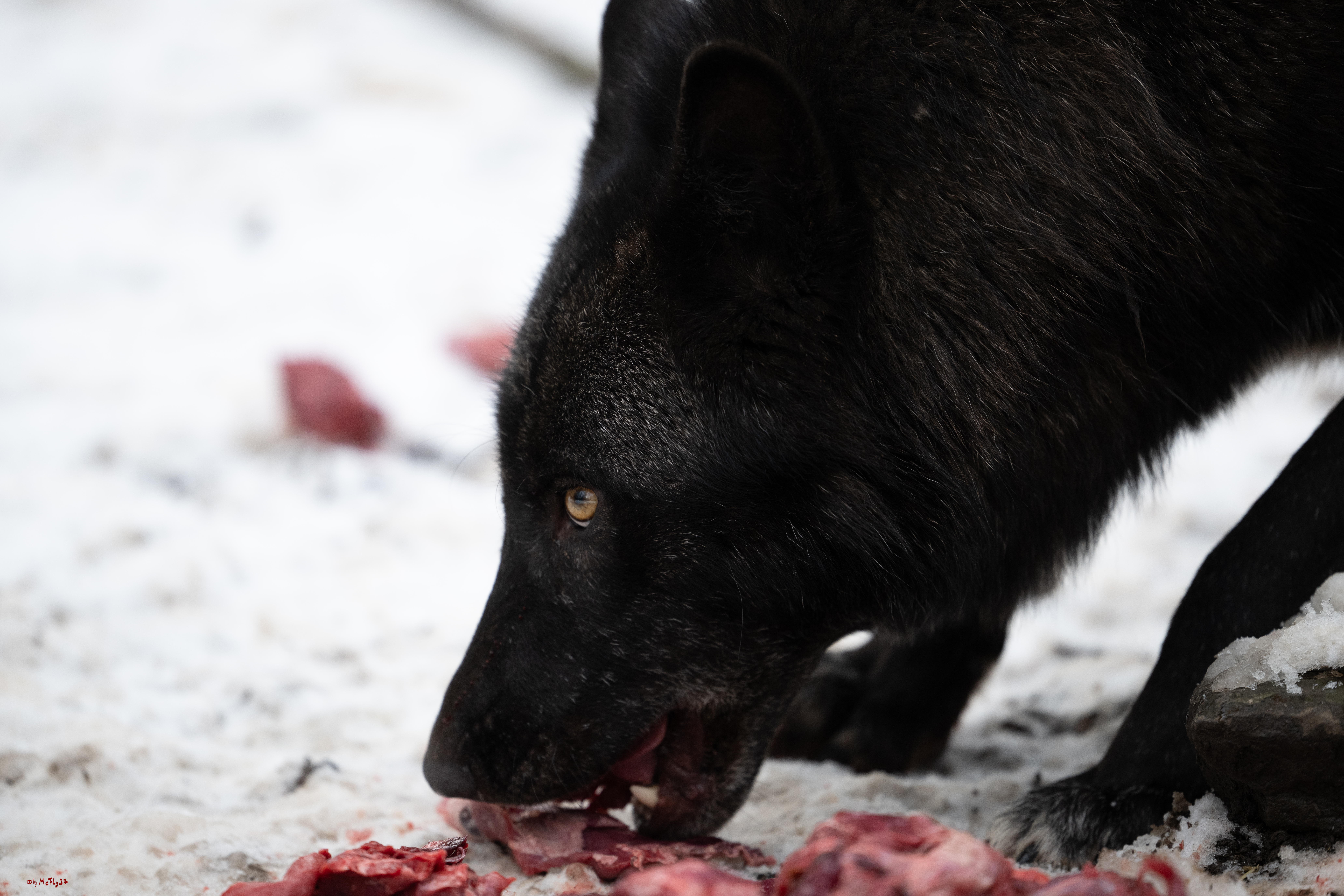 Wolfsfütterung; Pelm, 04.01.2025