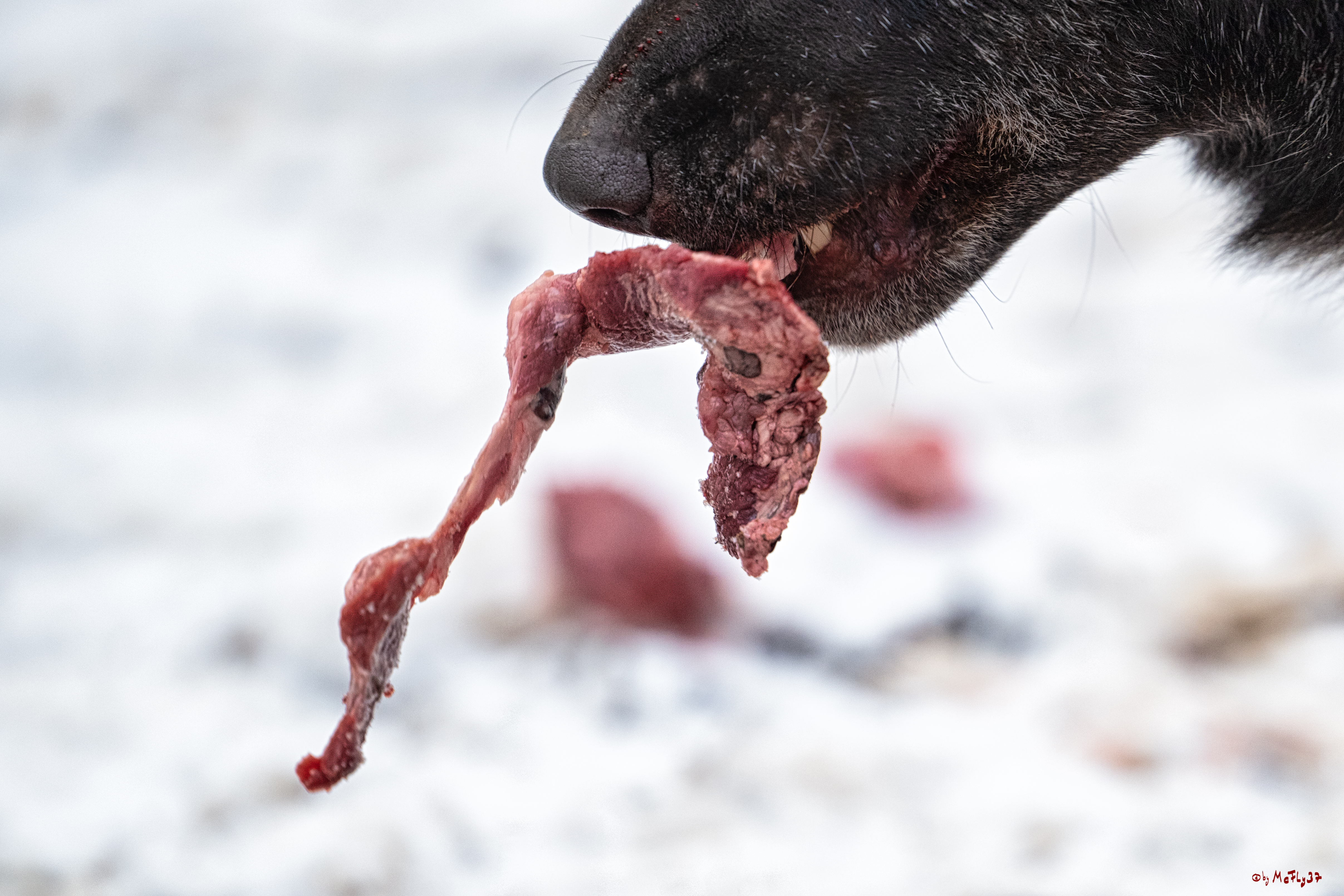 Wolfsfütterung; Pelm, 04.01.2025