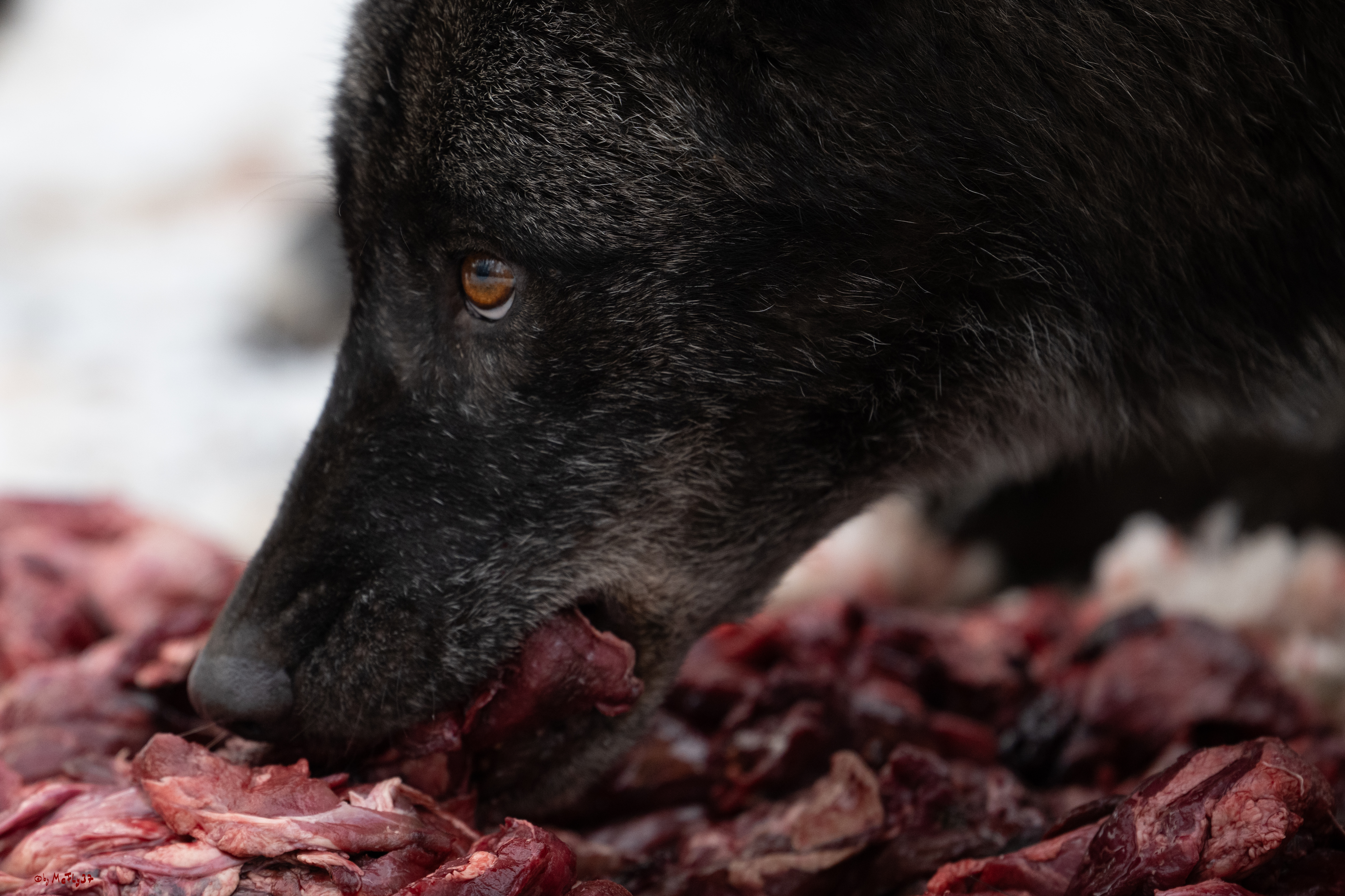 Wolfsfütterung; Pelm, 04.01.2025