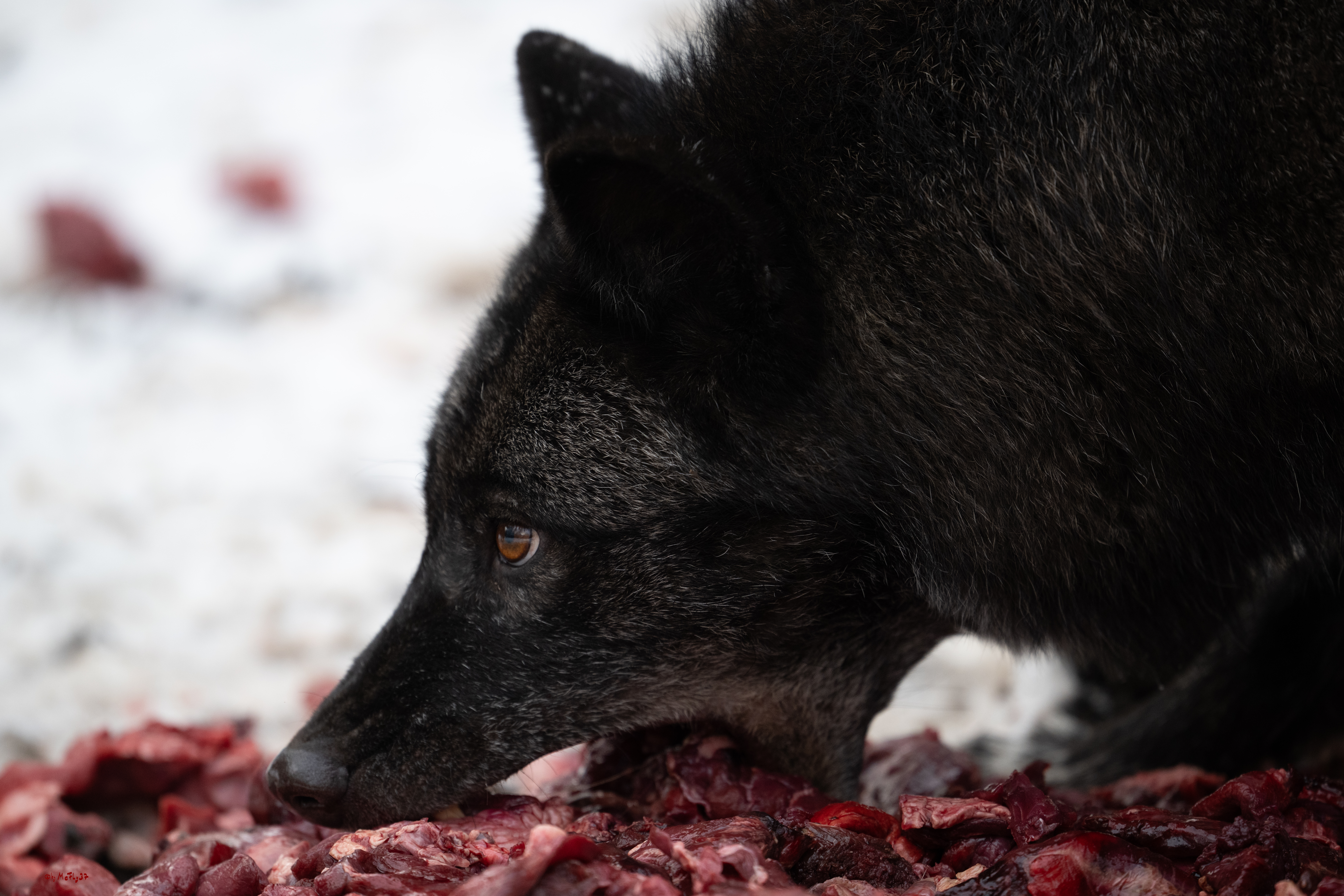 Wolfsfütterung; Pelm, 04.01.2025