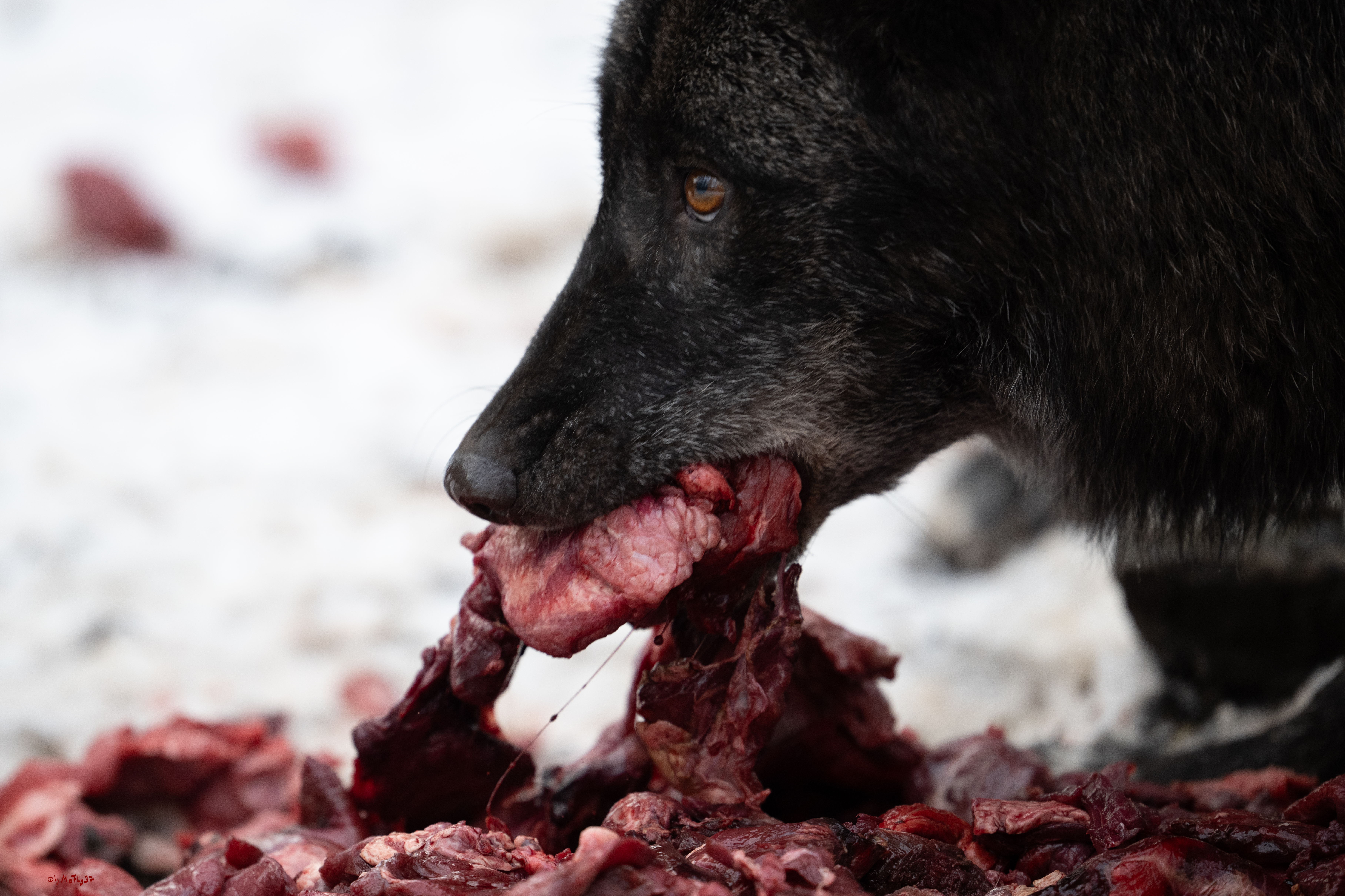 Wolfsfütterung; Pelm, 04.01.2025