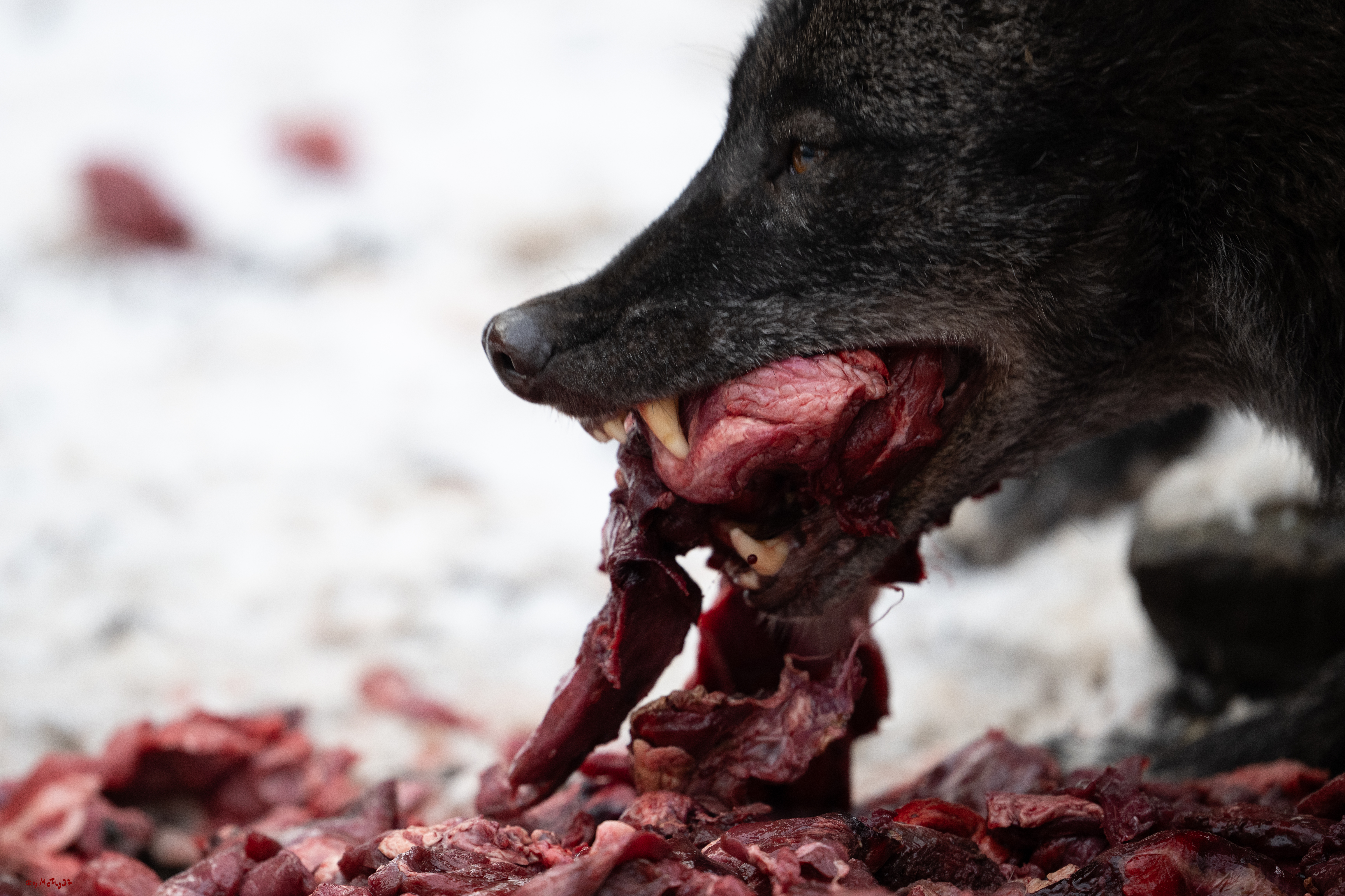 Wolfsfütterung; Pelm, 04.01.2025