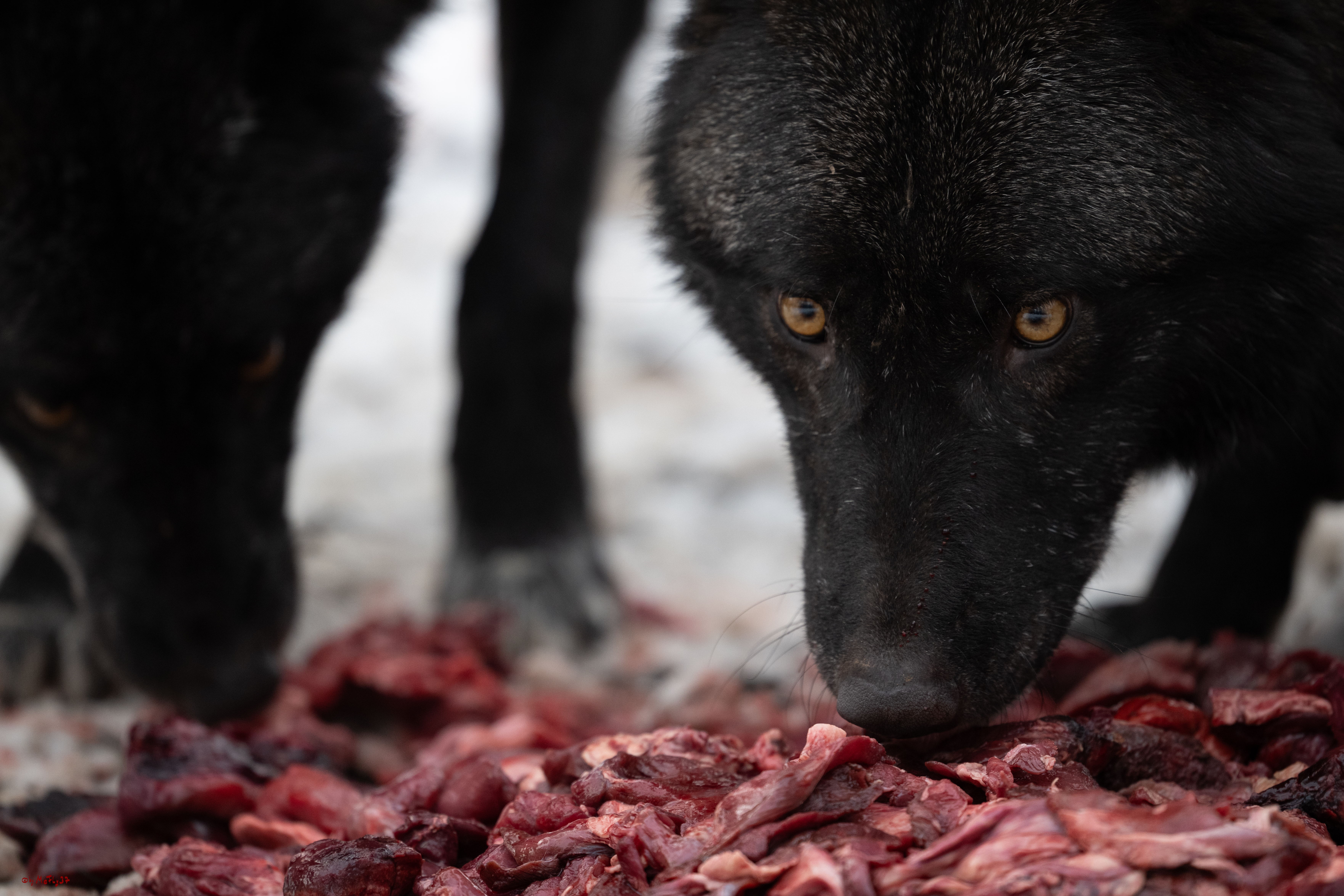 Wolfsfütterung; Pelm, 04.01.2025