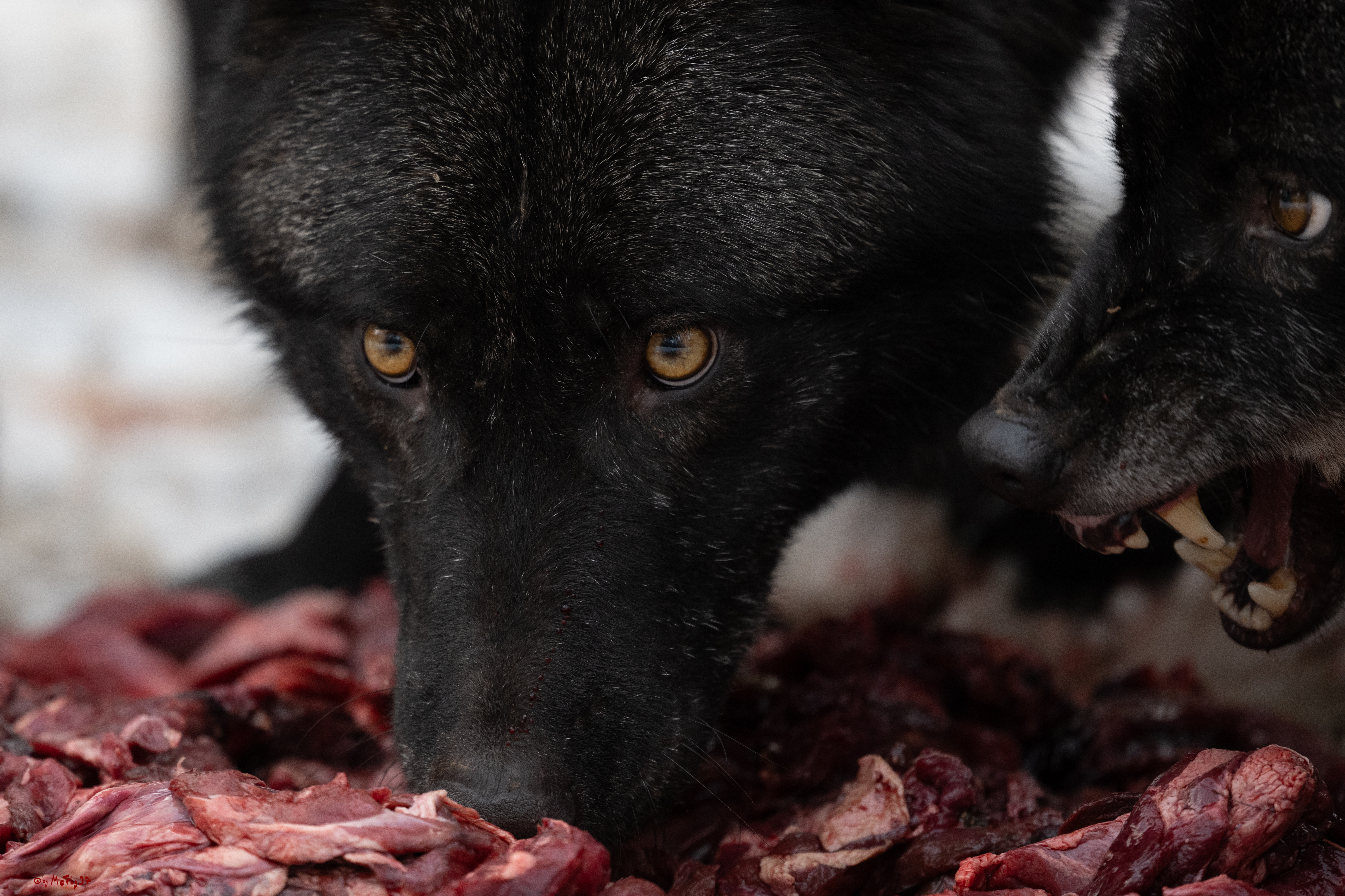 Wolfsfütterung; Pelm, 04.01.2025