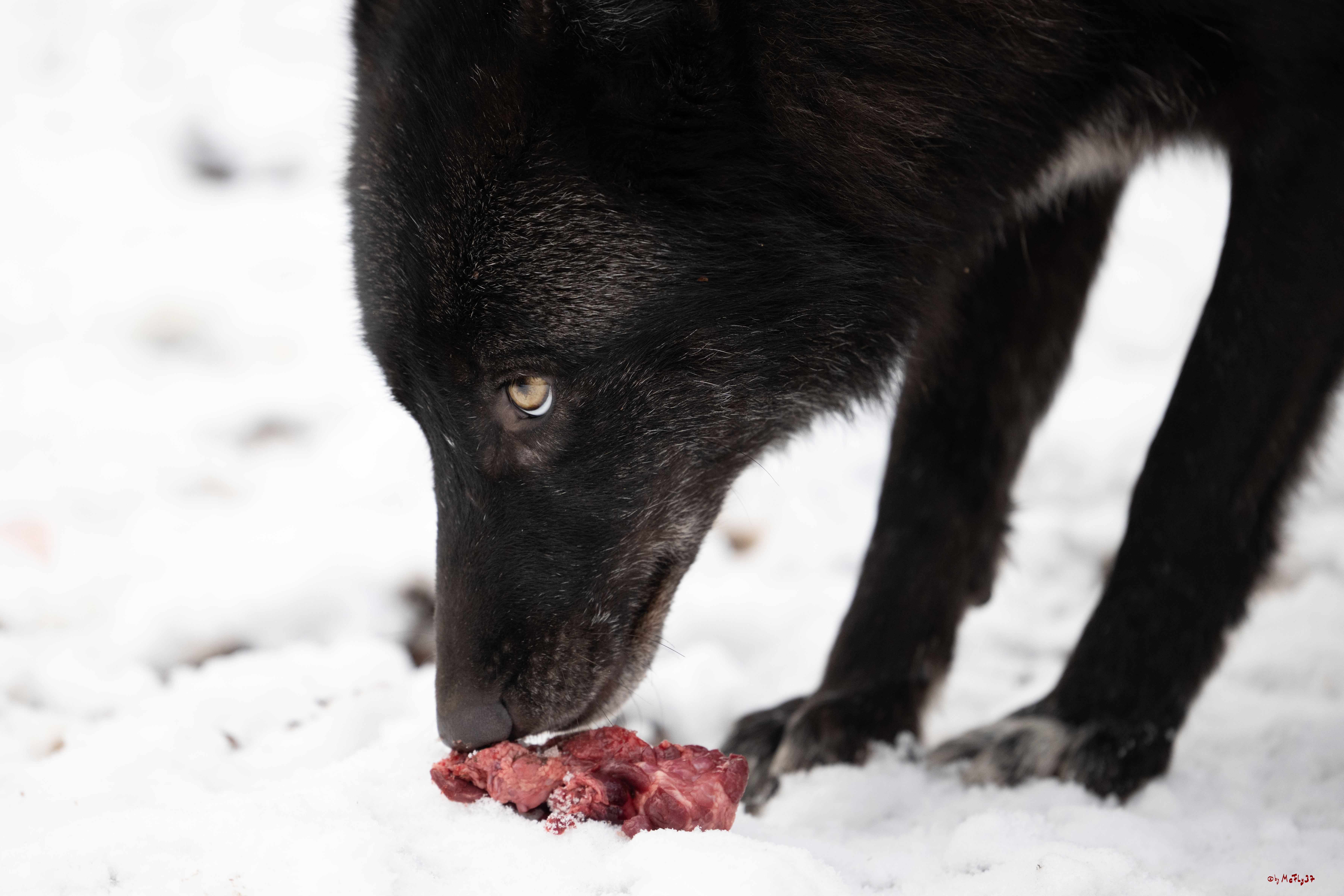 Wolfsfütterung; Pelm, 04.01.2025