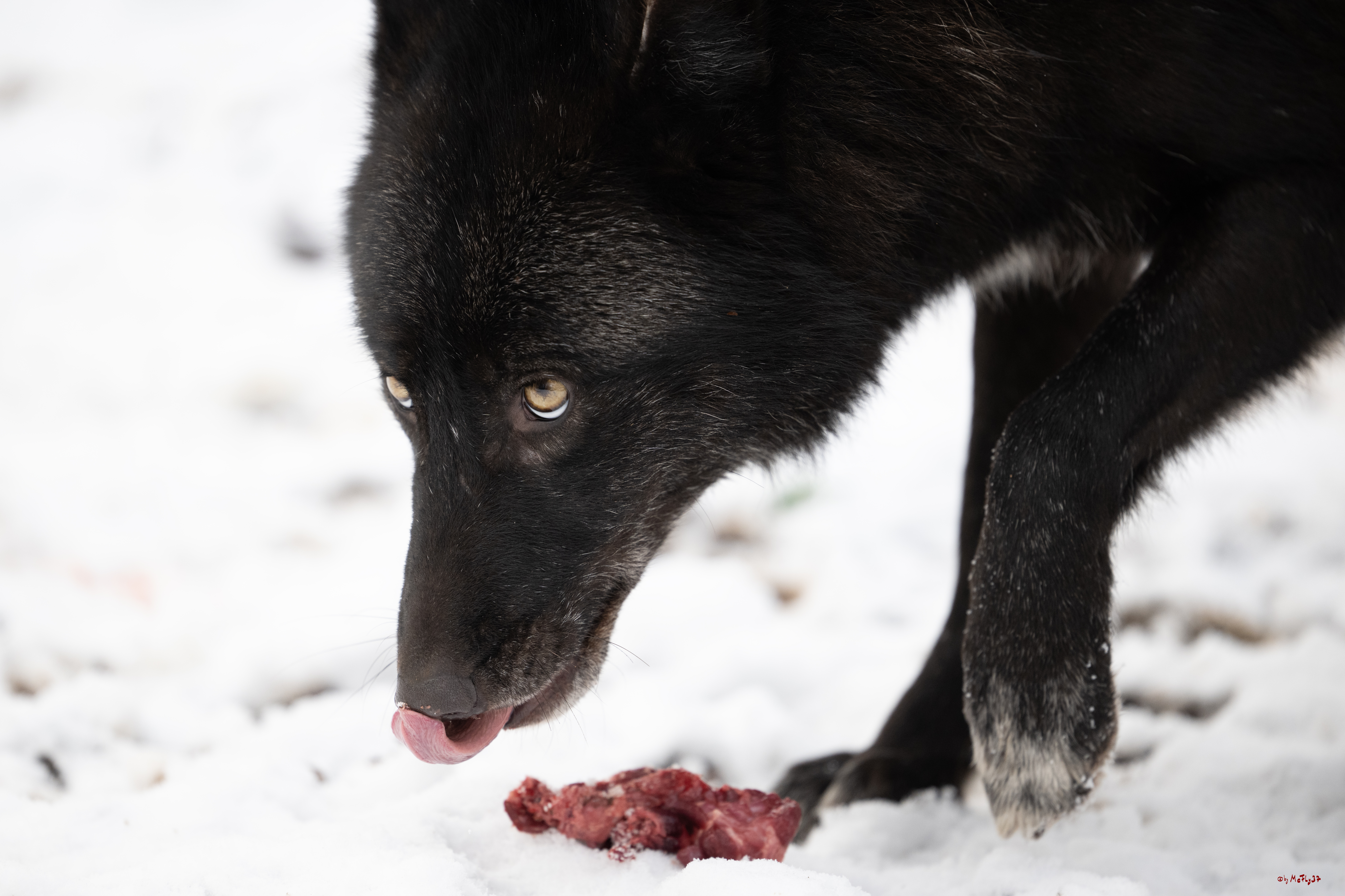 Wolfsfütterung; Pelm, 04.01.2025