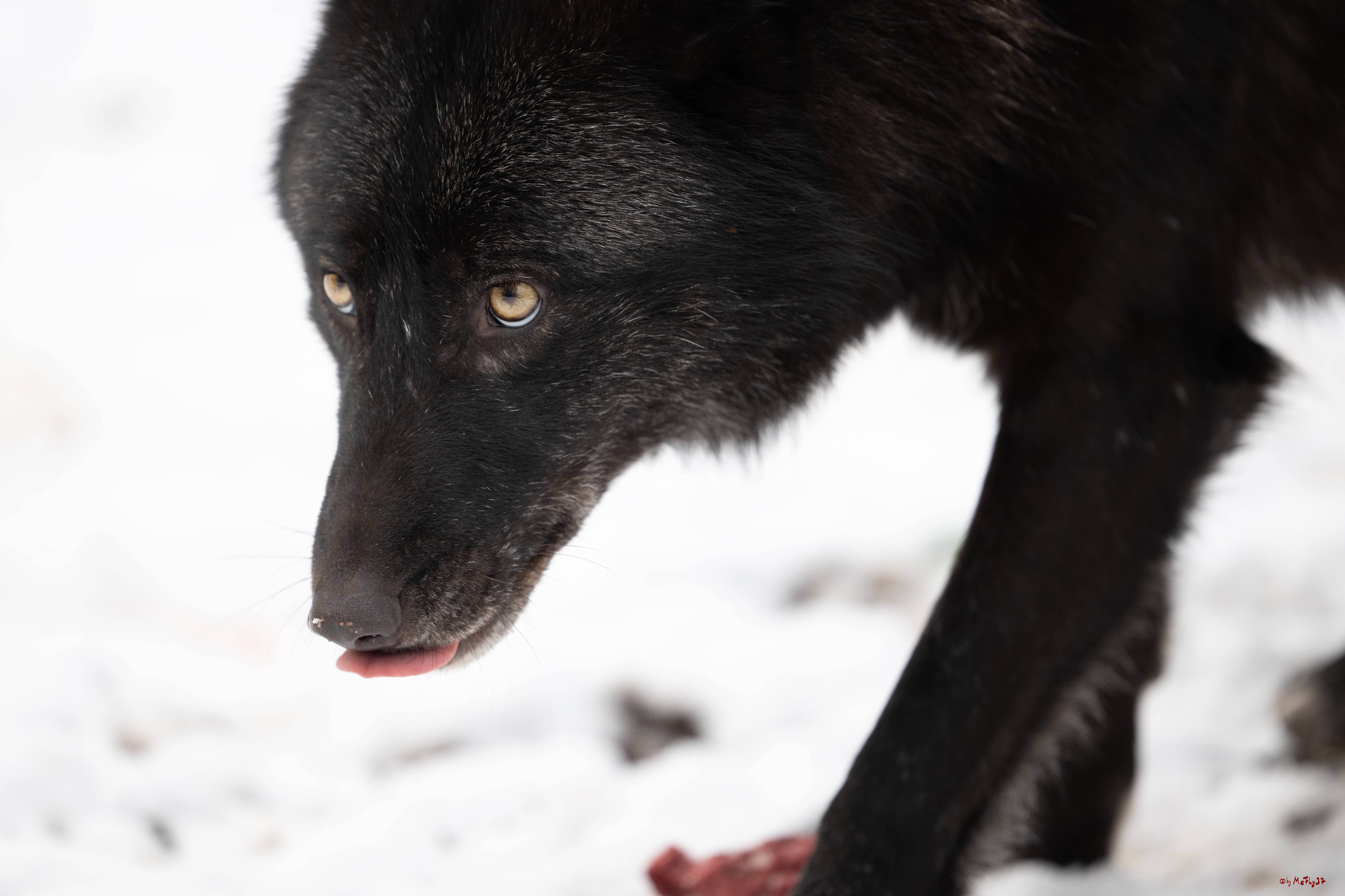 Wolfsfütterung; Pelm, 04.01.2025