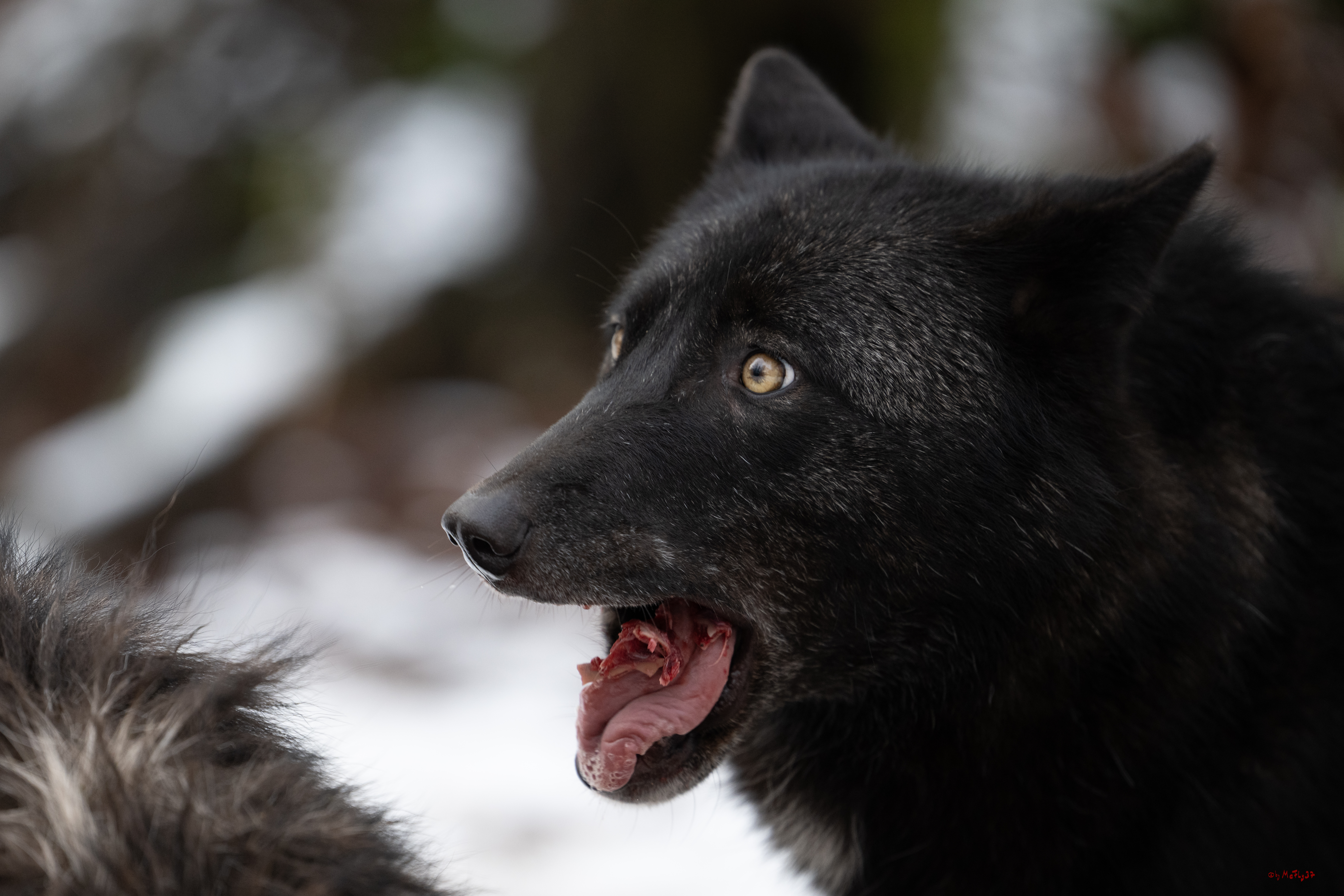 Wolfsfütterung; Pelm, 04.01.2025