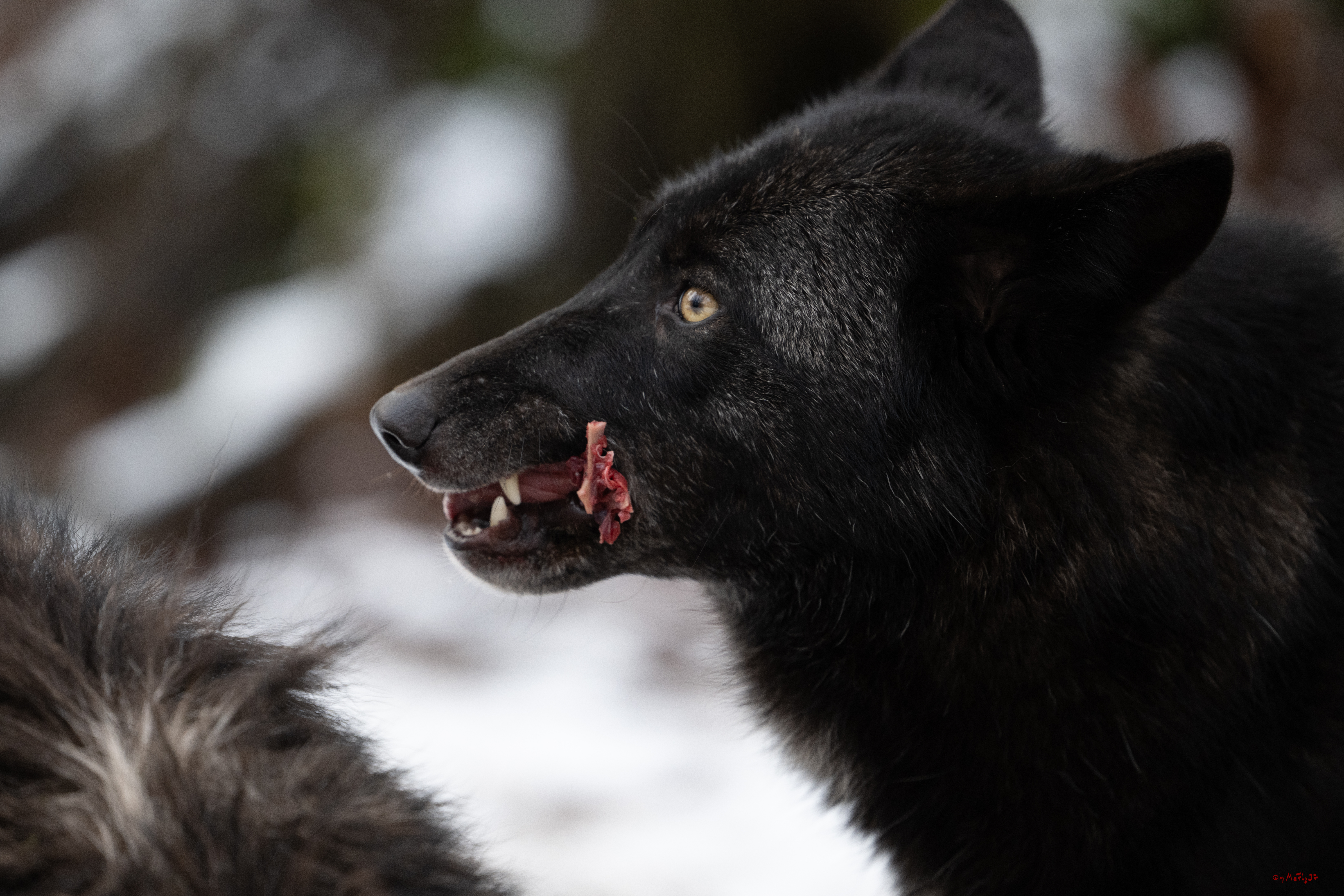 Wolfsfütterung; Pelm, 04.01.2025