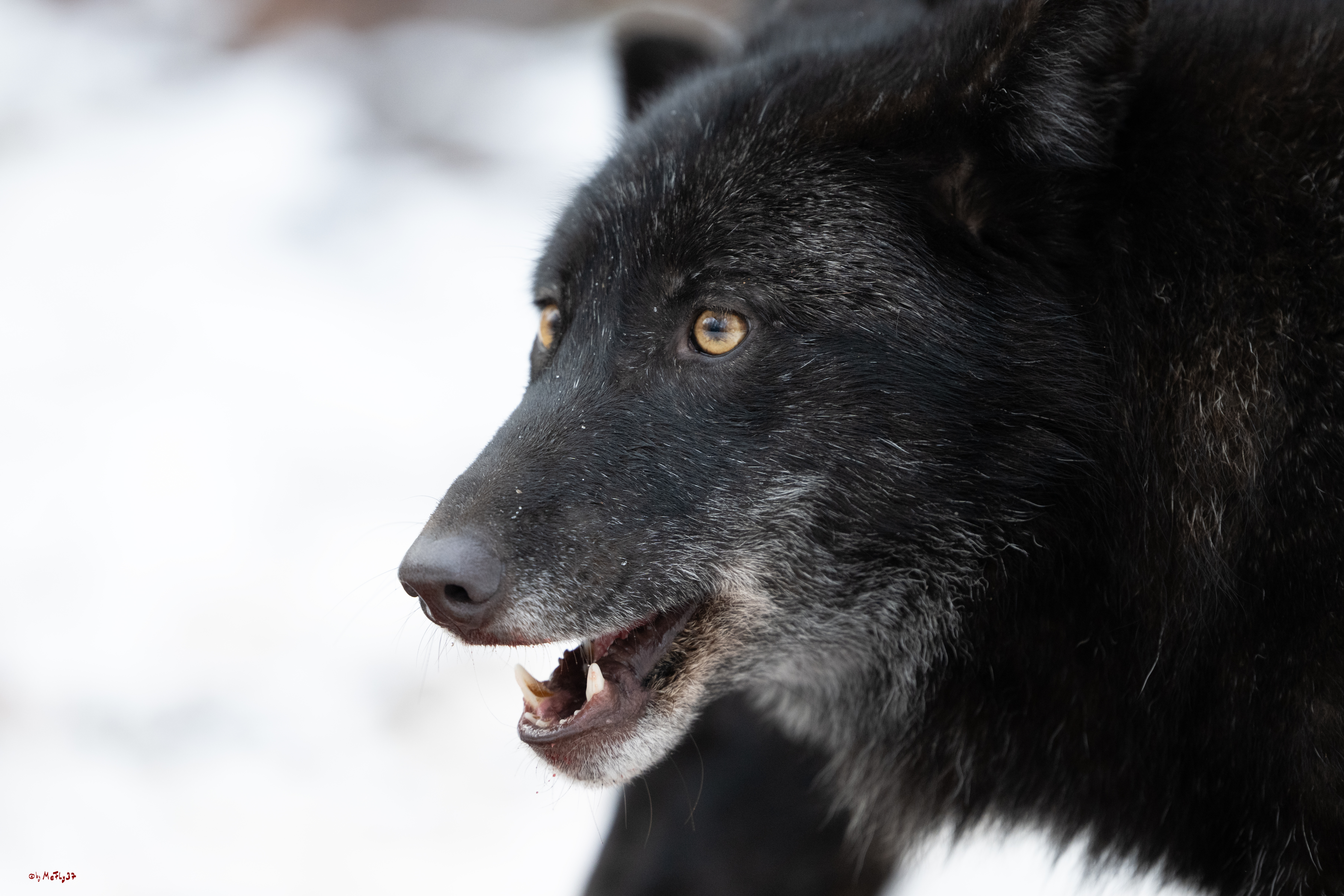 Wolfsfütterung; Pelm, 04.01.2025