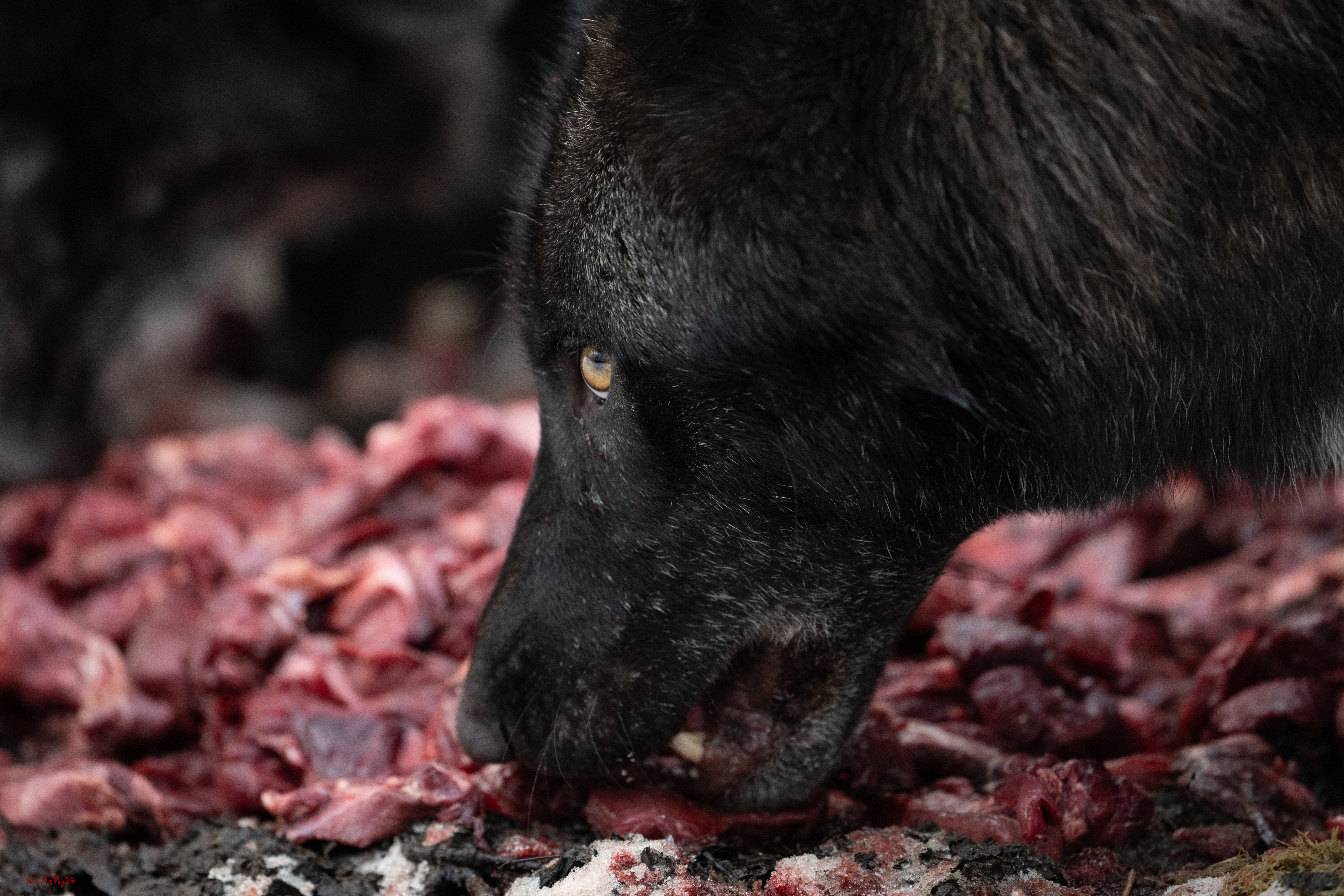 Wolfsfütterung; Pelm, 04.01.2025